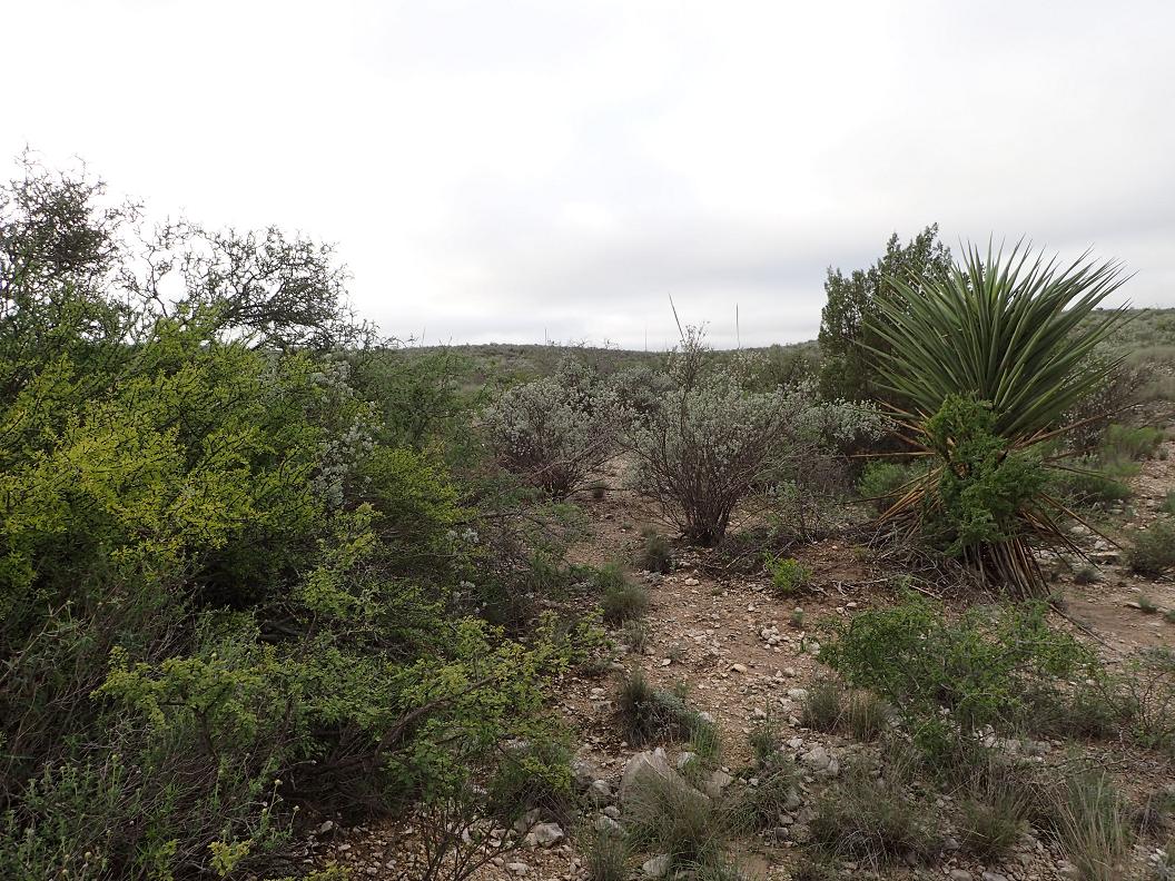 490.18 acres south of Dryden