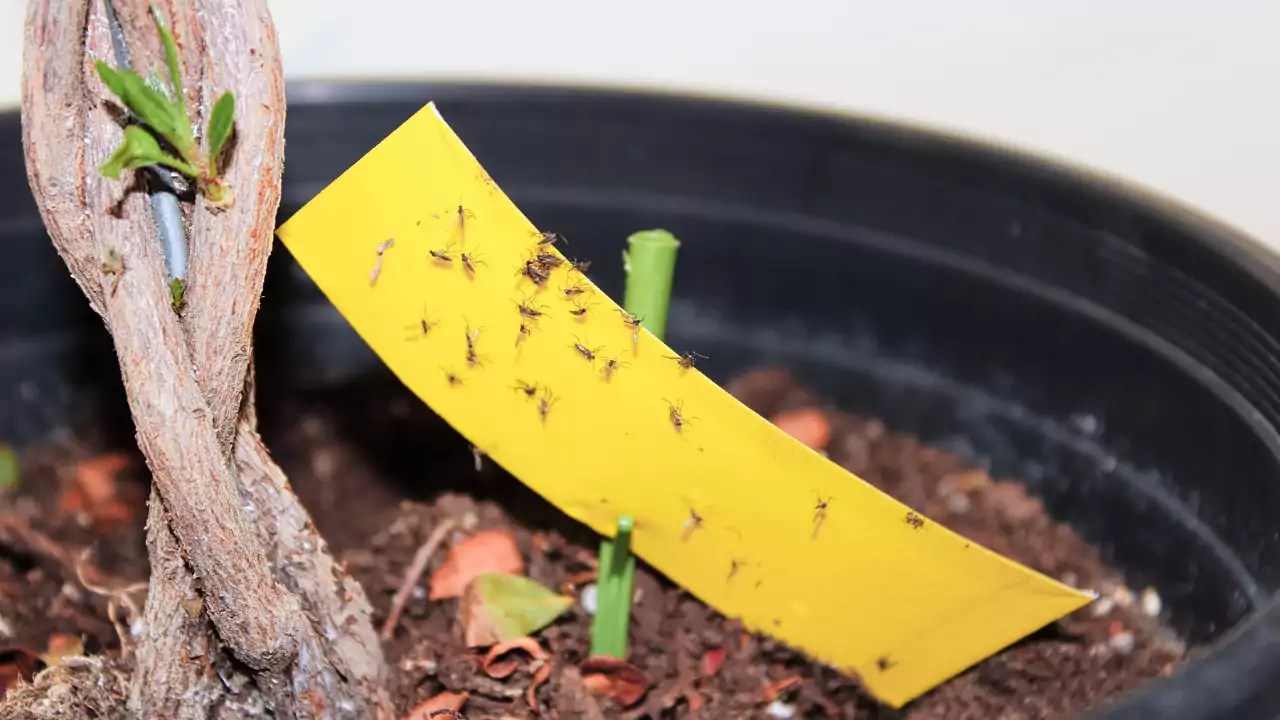 How to Get Rid of Gnats in House Home Remedy Sreeja Jude