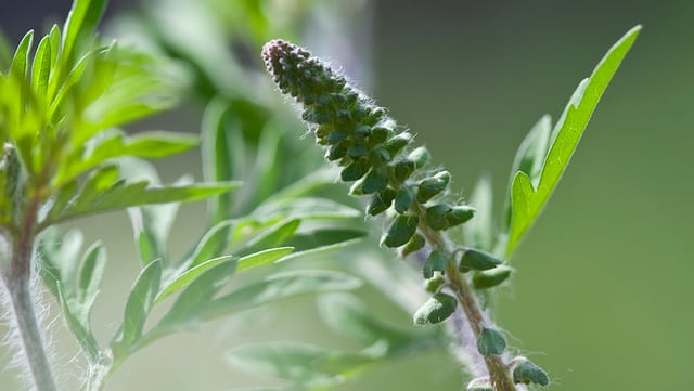 Natur & Umwelt AmbrosiaPollen Prognosen für Allergiker