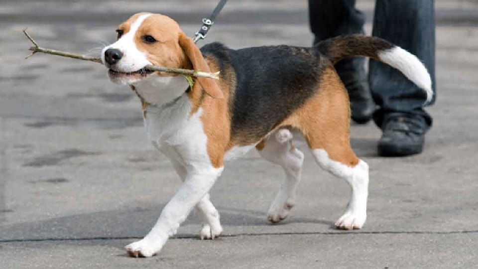 «Ganz tierisch» Ferien ohne Tiere Hund und Katze zur