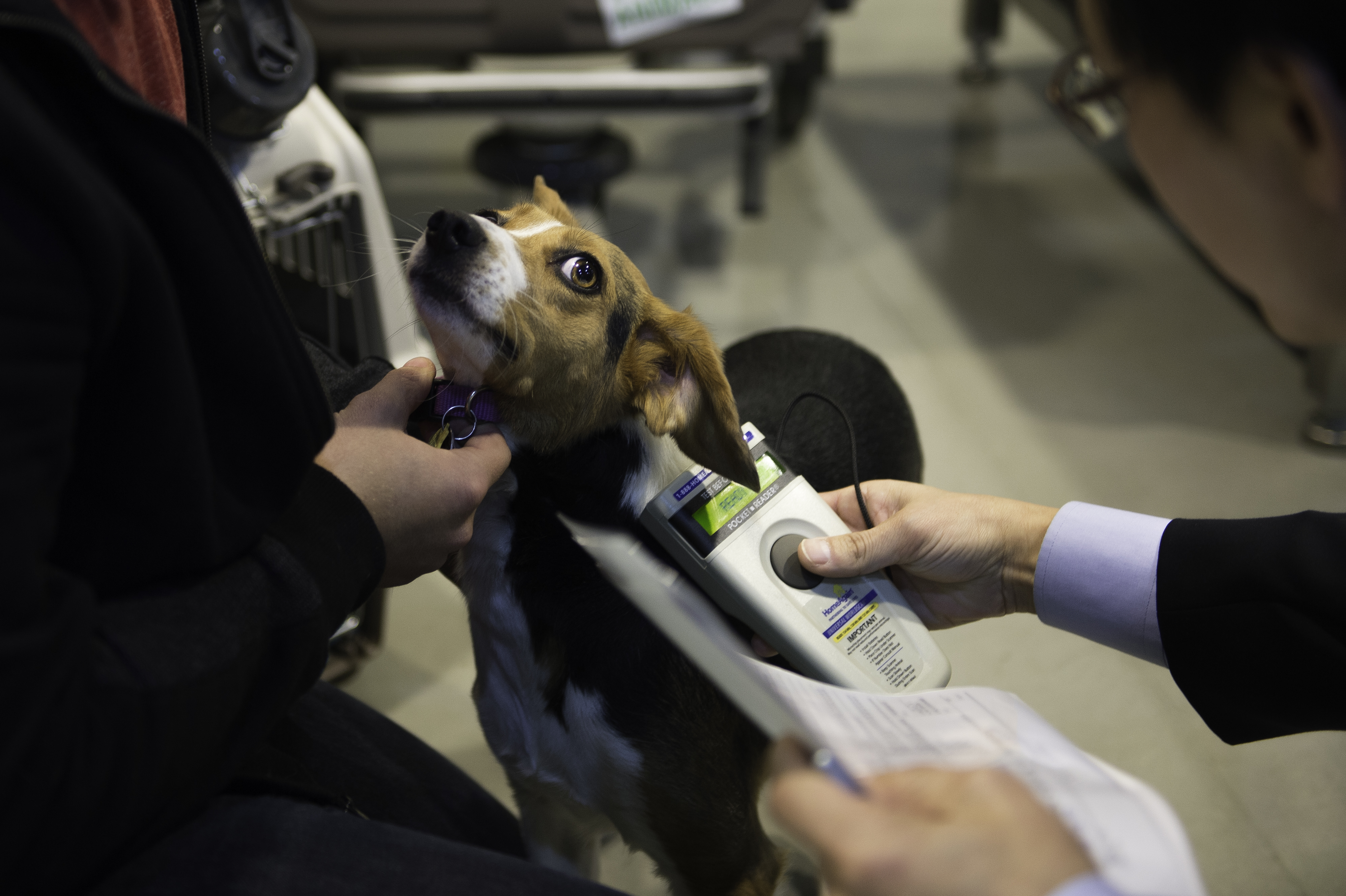 Viajar con un perro en avión repaso a normas y requisitos
