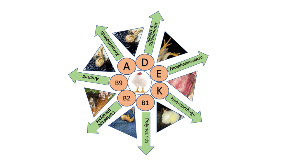 VITAMIN DEFICIENCY A NONINFECTIOUS FACTOR CAUSING DISEASES IN POULTRY