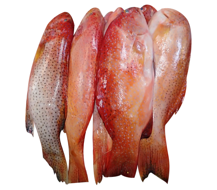 LAPU LAPU RED SRS Sulit