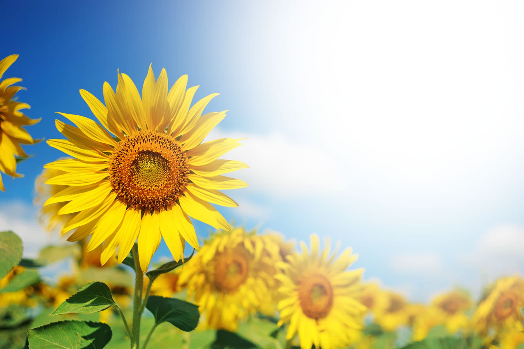 Security State Bank of Kenyon Kenyon, Minnesota