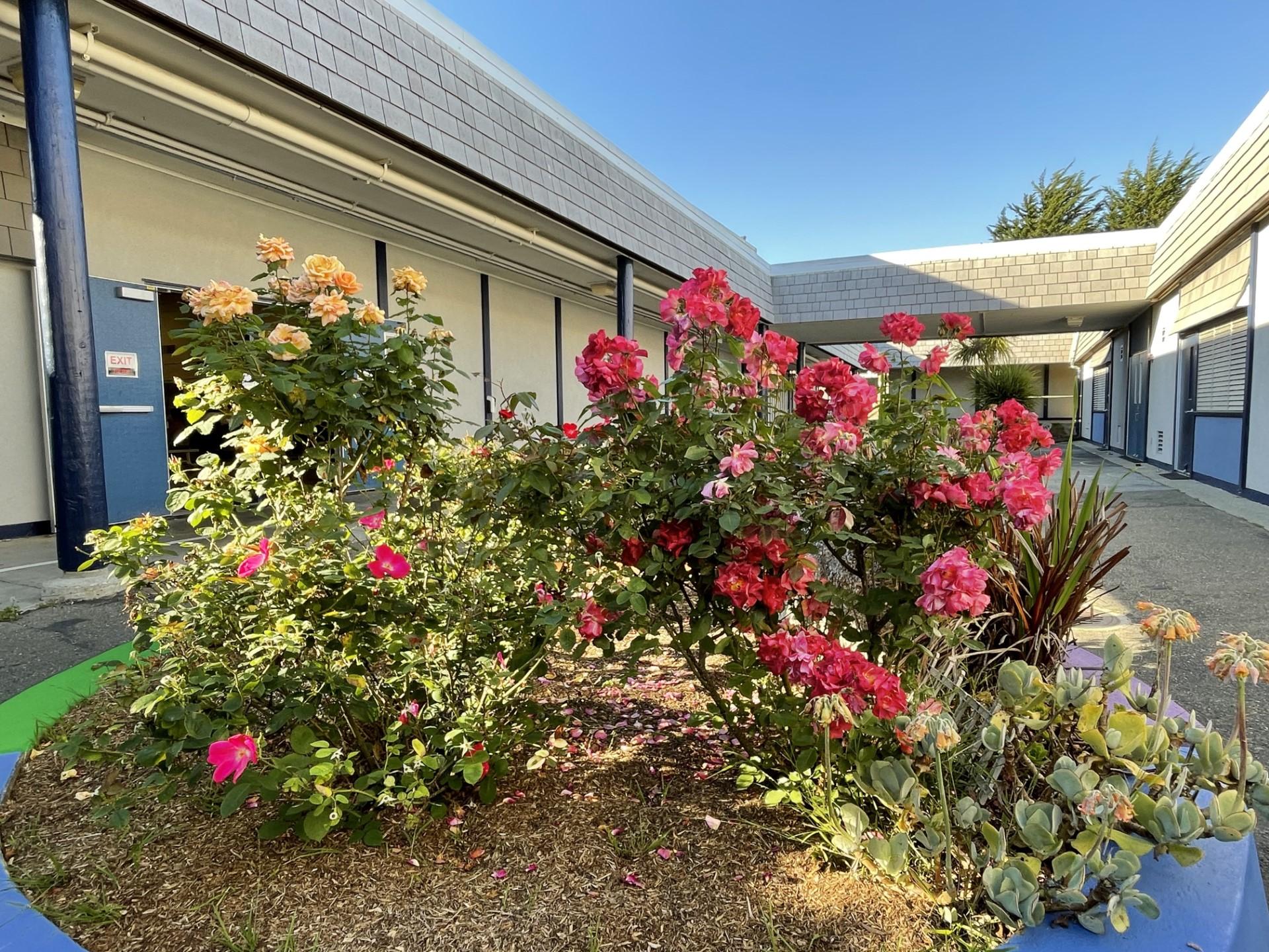 Skyline Elementary’s New Garden Is About More Than Just Plants South