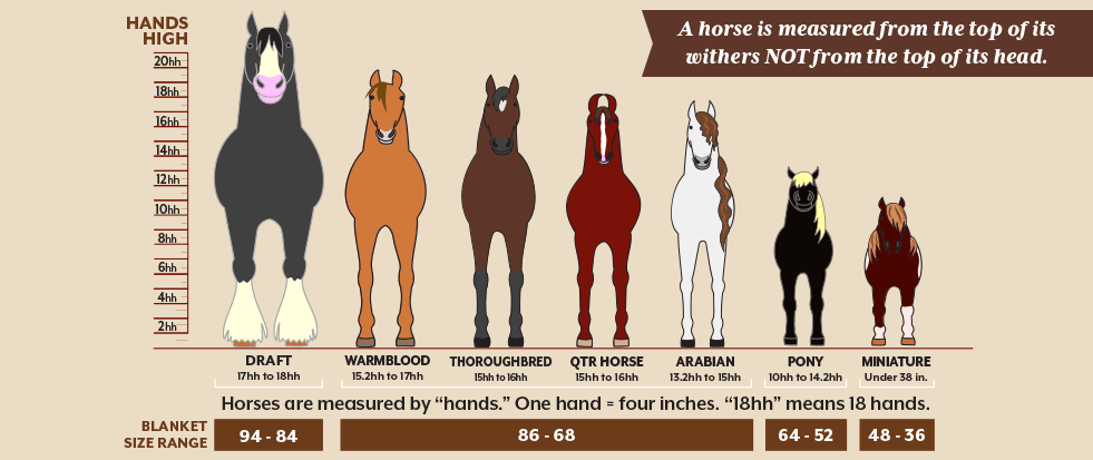 Horse Blanket Fit Guide | Schneiders Blog