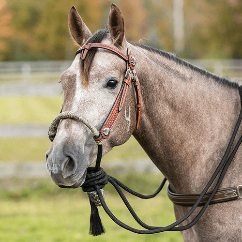 Types of Western Bridles Schneiders Blog.