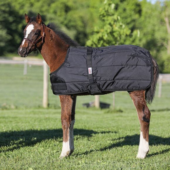 Foal Blankets Baby Horse Blankets Sheets Schneiders