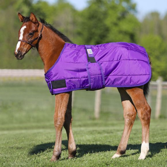 Foal Blankets Baby Horse Blankets Sheets Schneiders