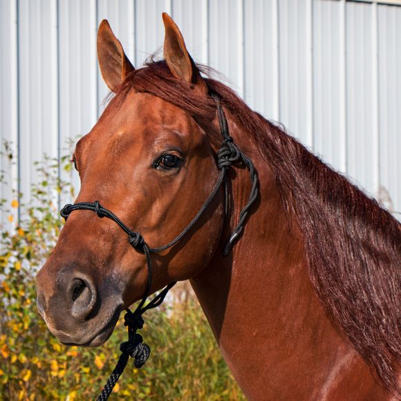 Rope Halters for Horses Schneiders