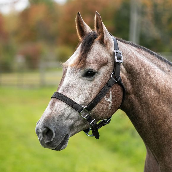 Quarter Horse Show Tack Halters Leads Quality Leather Schneiders
