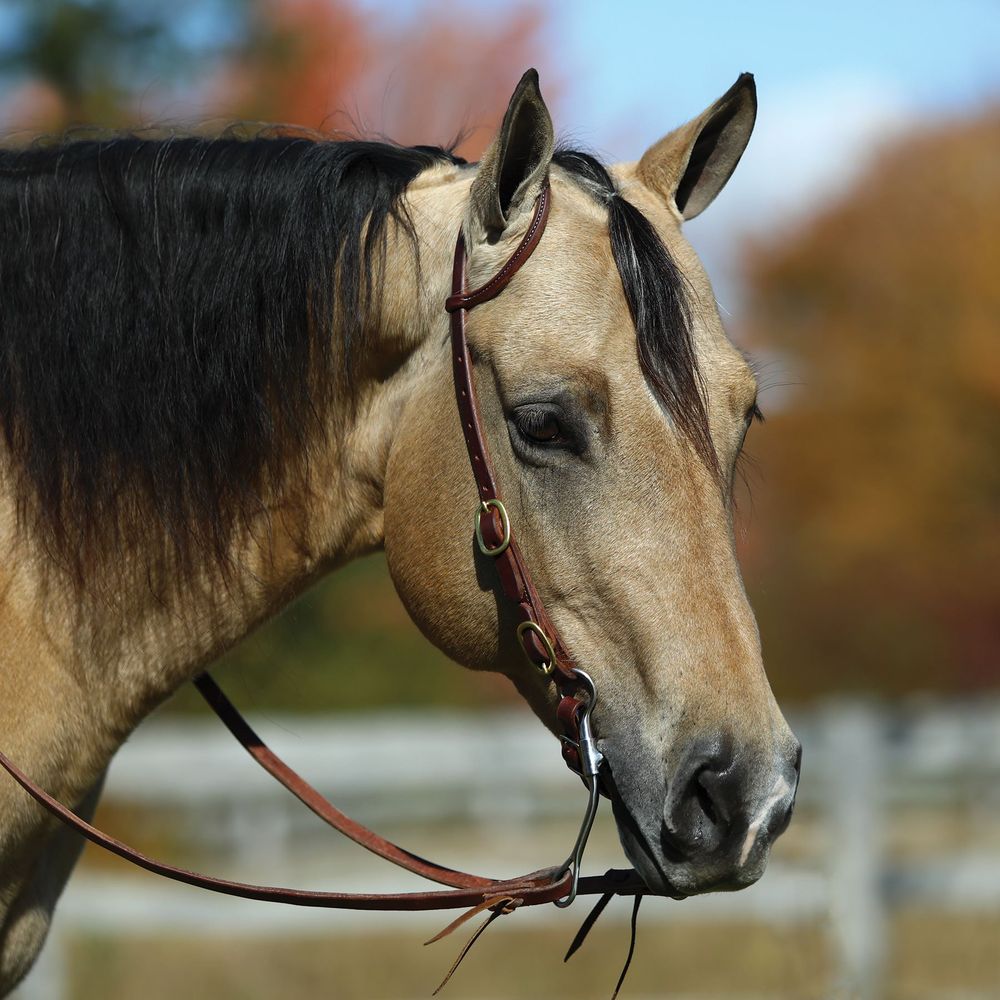 Western Oak™ Rolled One Ear Headstall with Buckle End Schneiders Saddlery