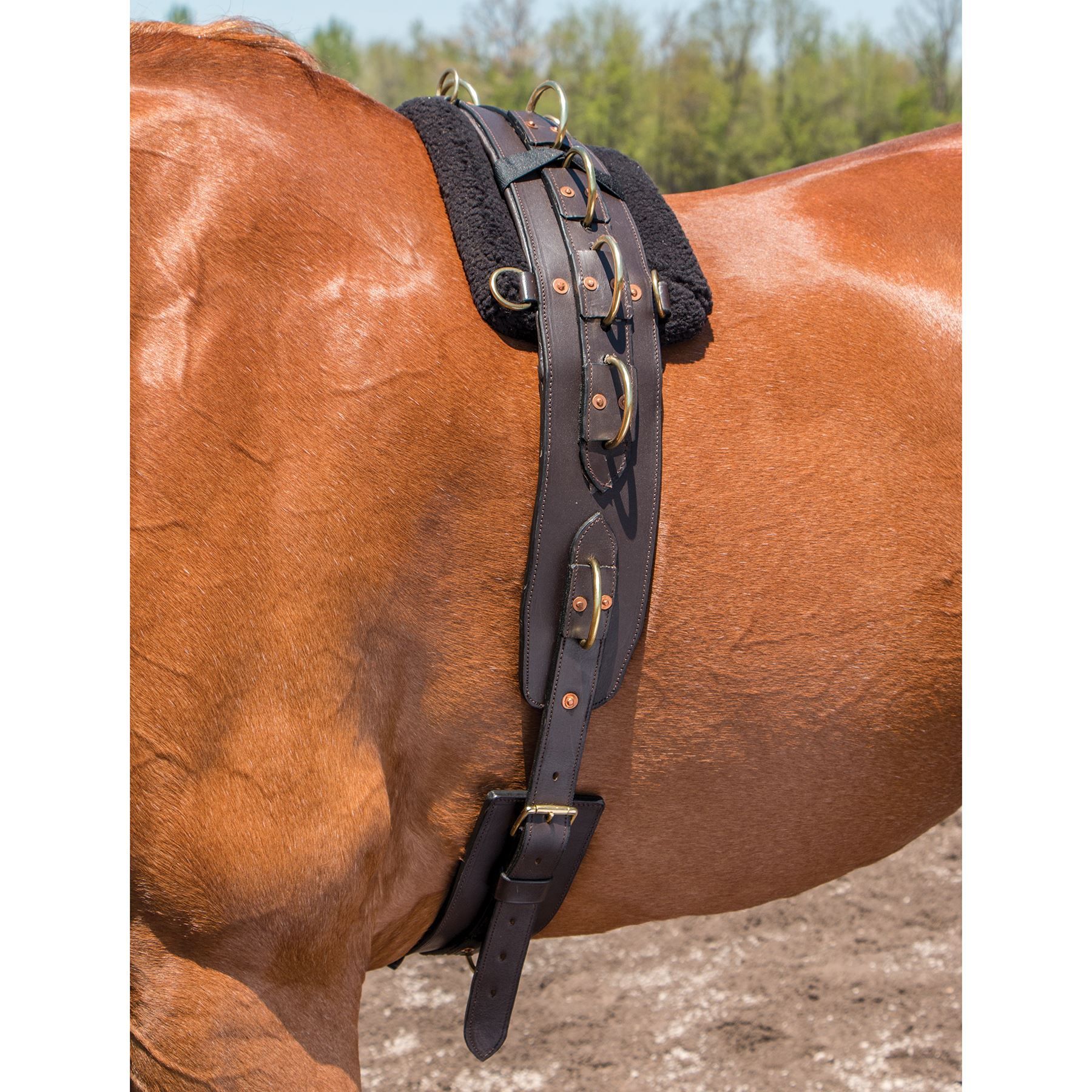 Premier MultiRing Surcingle Schneiders Saddlery