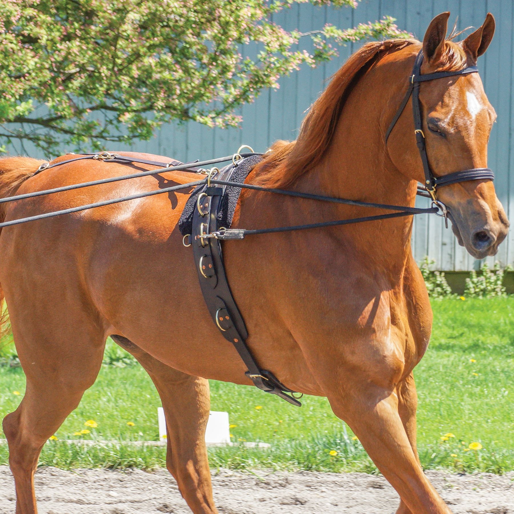 Premier MultiRing Surcingle Schneiders Saddlery