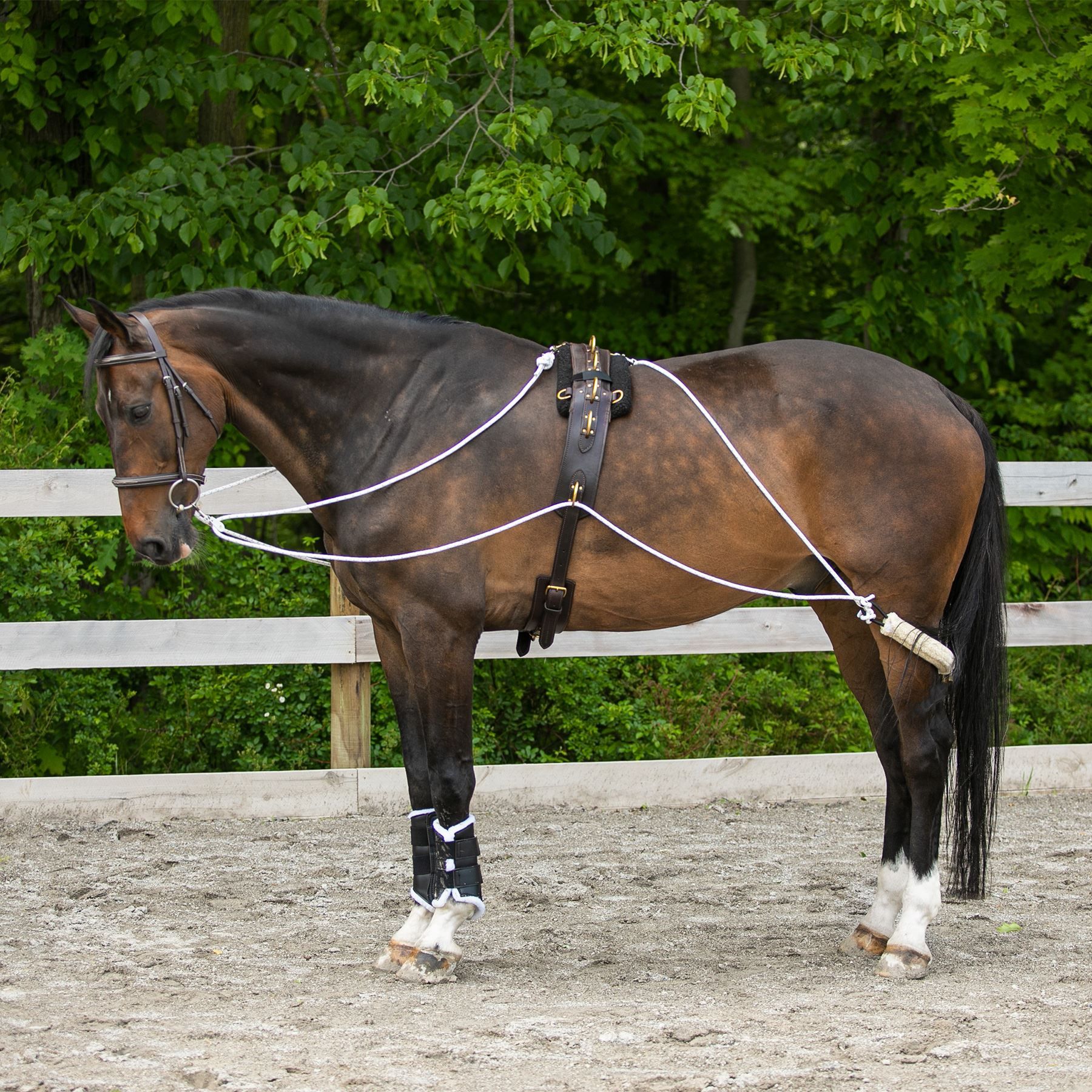 Sporting Goods Lunging & Training Equipment NEW Horse Training Aid