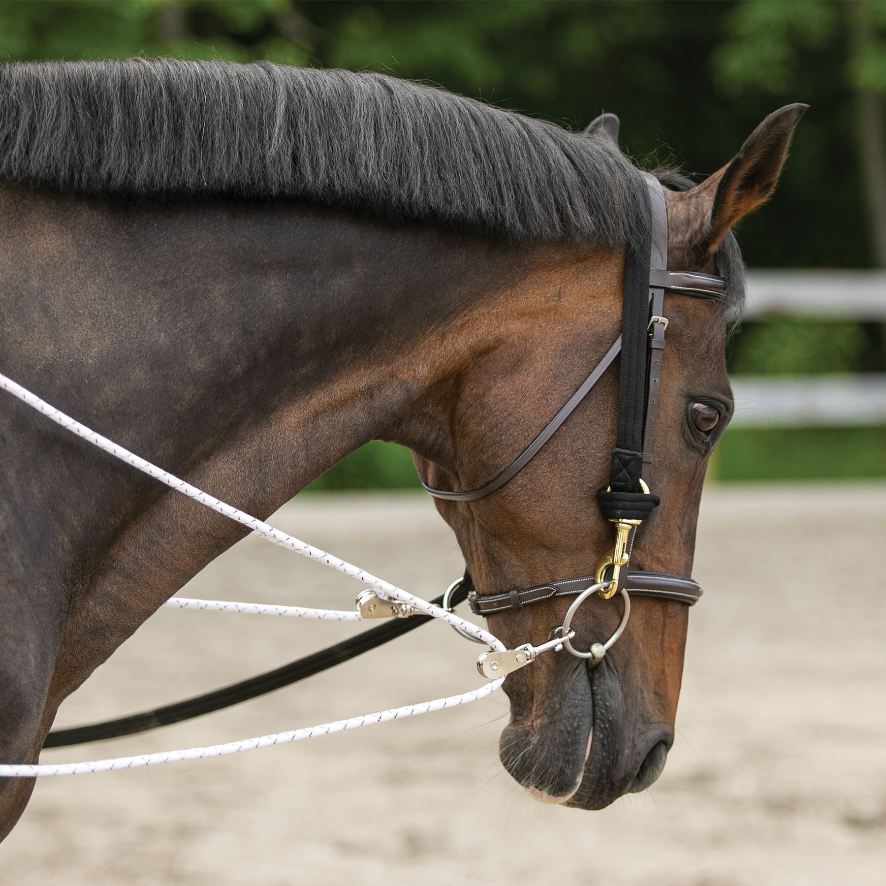 Dresseeruitrusting Equine Pessoa based Lunging Training System Lunging