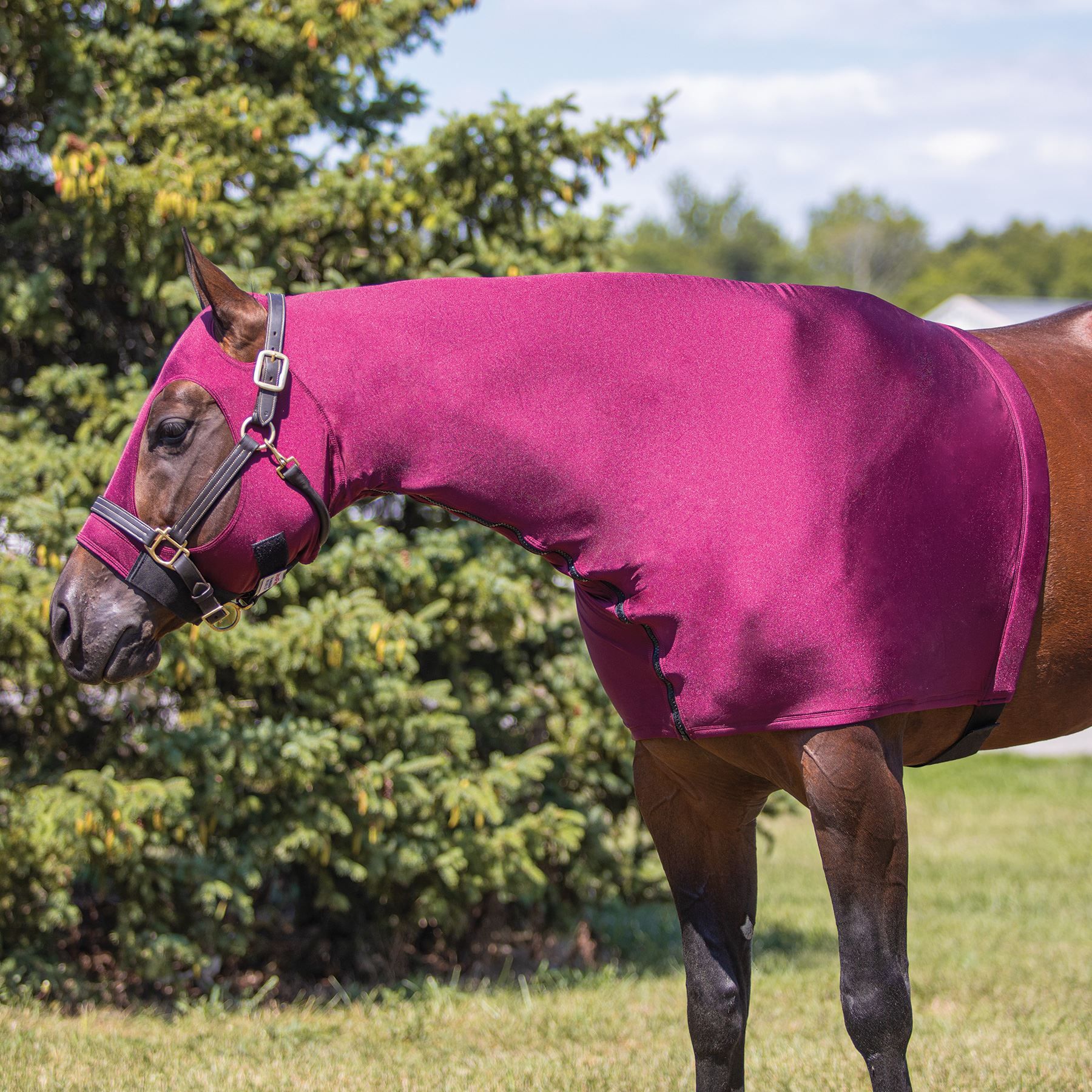 Horse fleece Visual Arts Dyeing & Batik