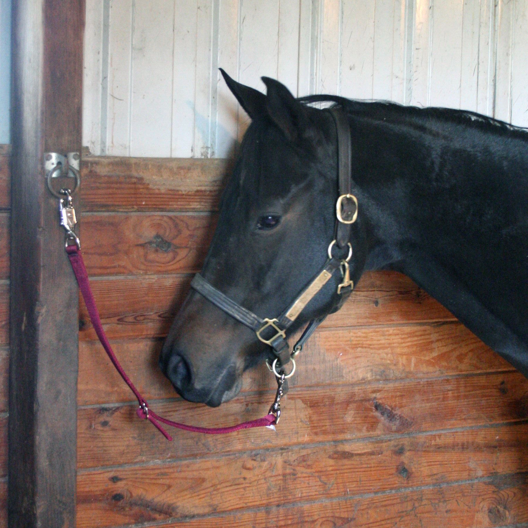 Equestrian Other Stable Accessories SS BUNGEE TRAILER TIE WITH PANIC