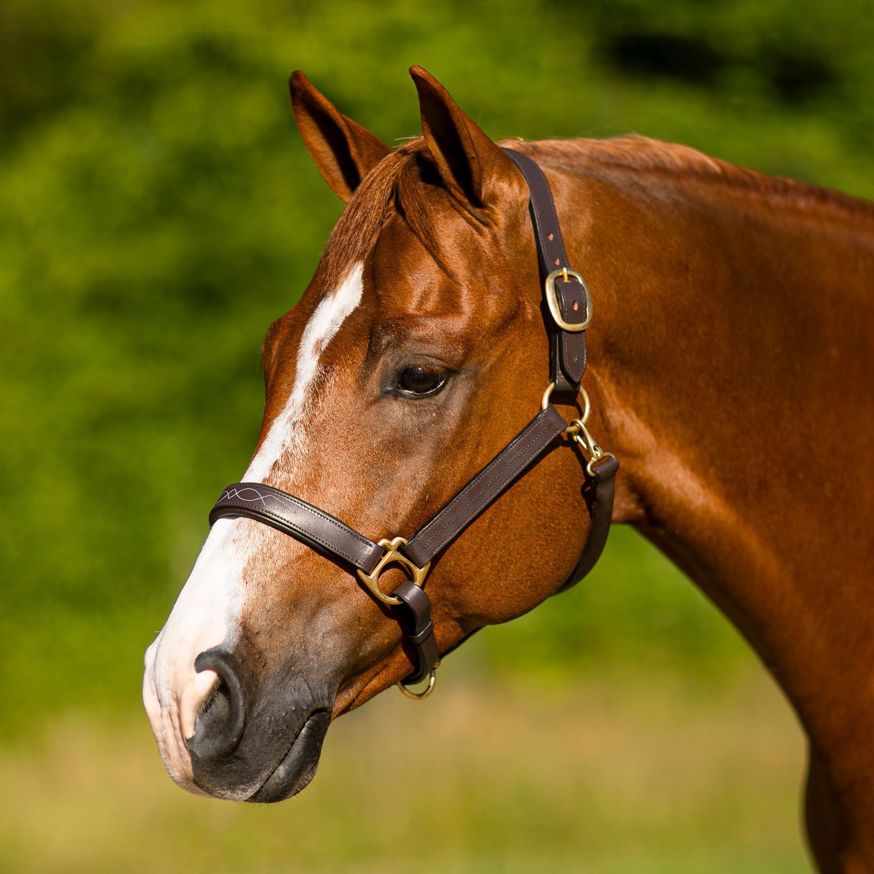 Premier Dorchester Padded Leather Halter Schneiders Saddlery