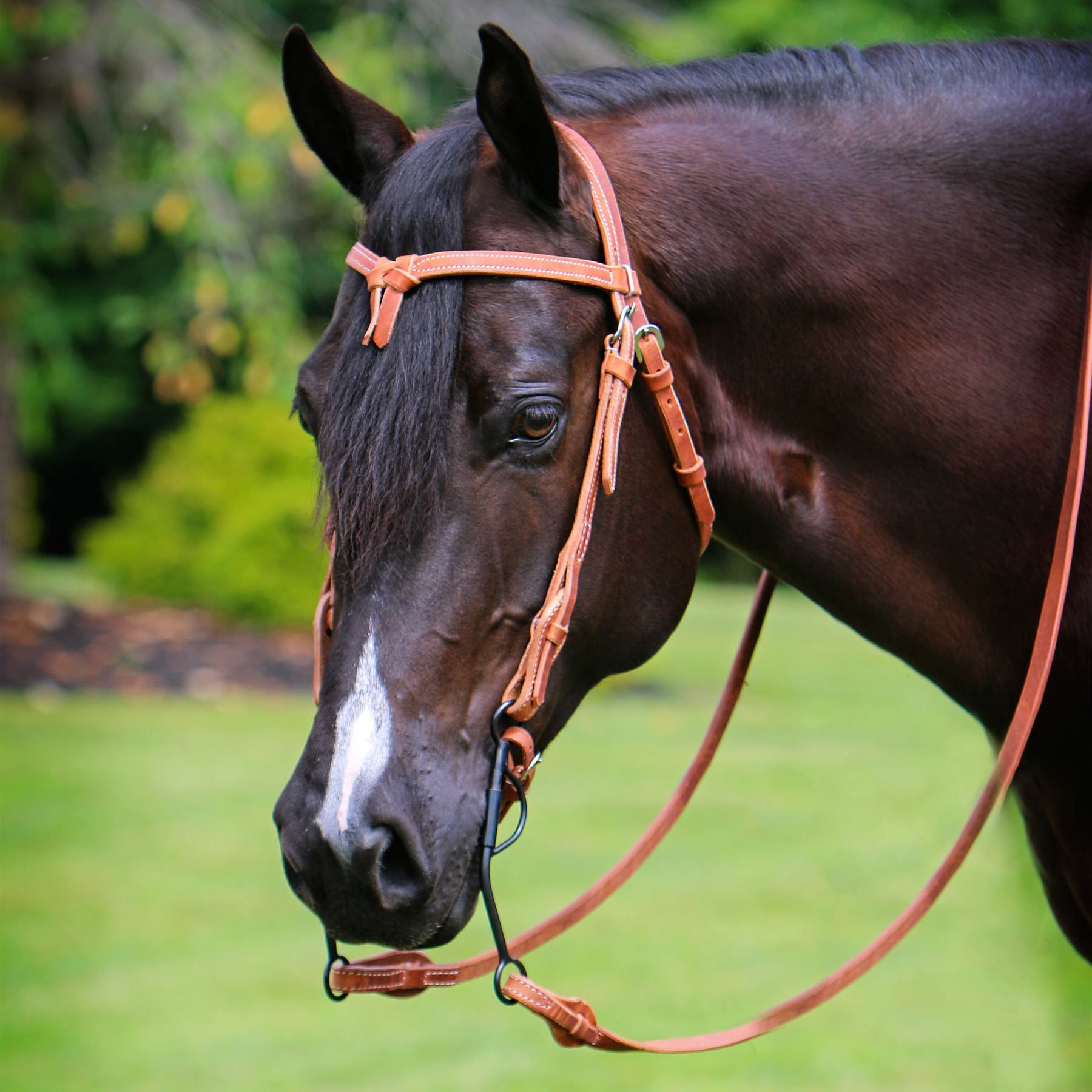 Billy Royal® Harness Leather Quick Change Bridle Schneiders Saddlery
