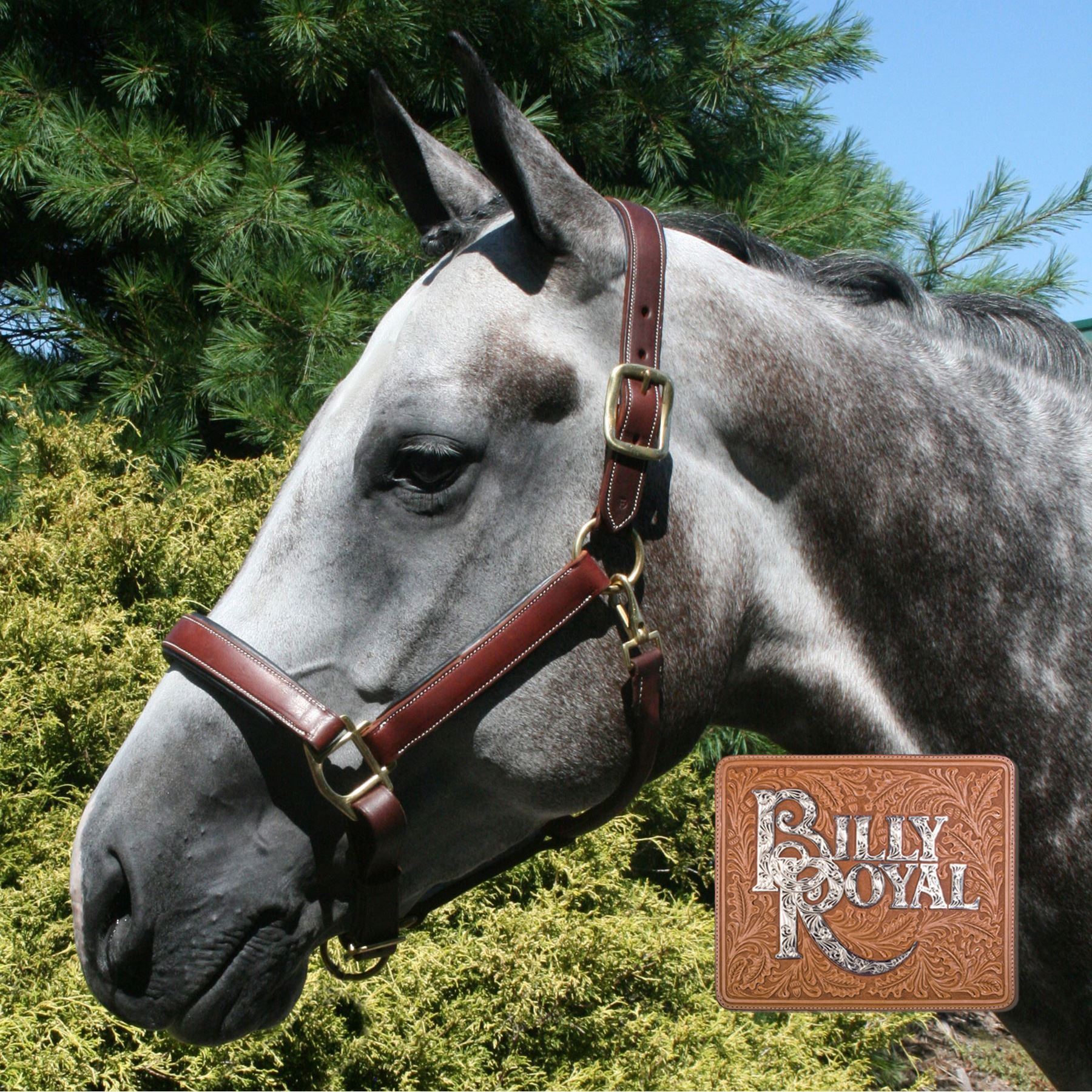 Billy Royal® Saratoga Padded Leather Halter Schneiders Saddlery