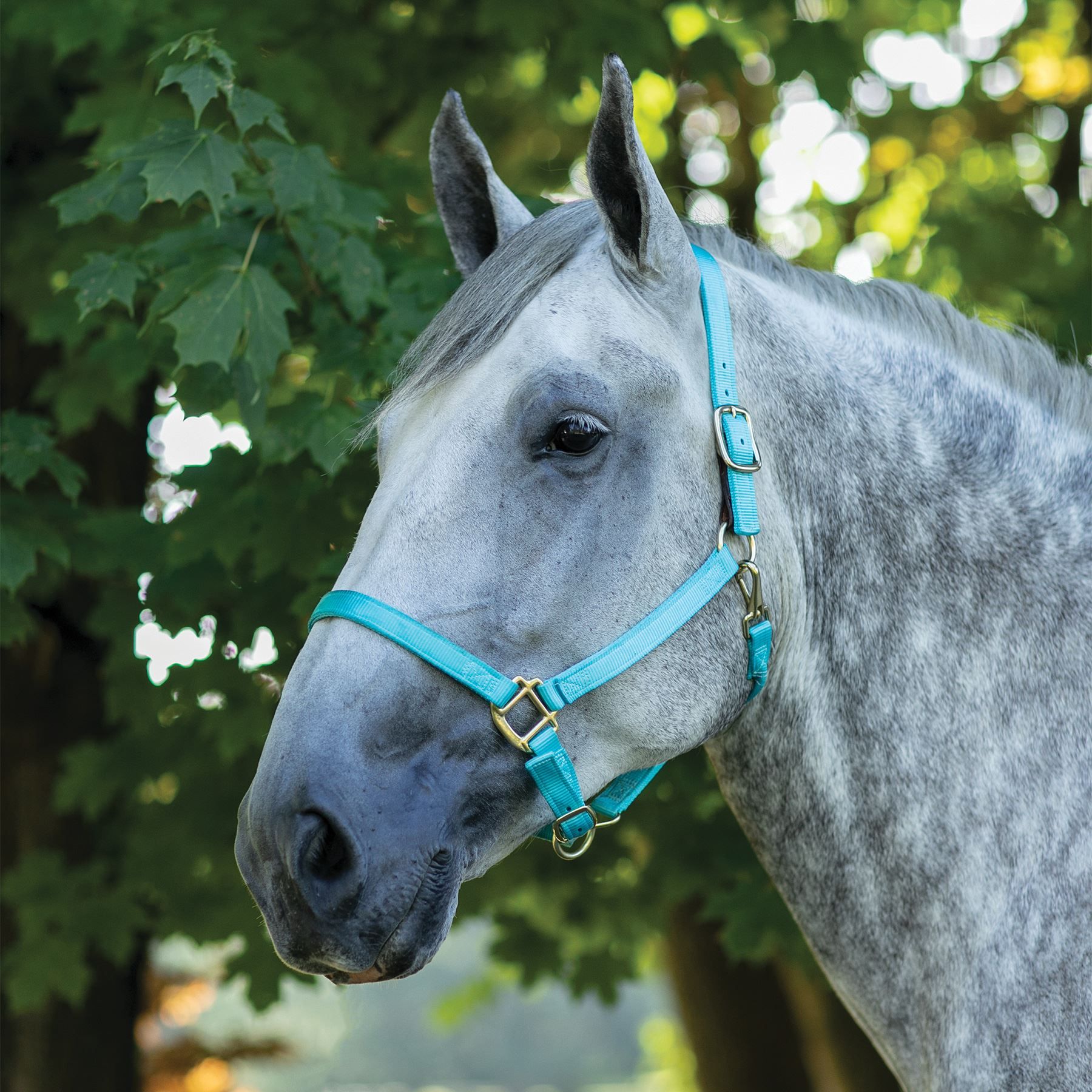 DuraTech® Draft Horse Nylon Breakaway Turnout Halter Schneiders Saddlery