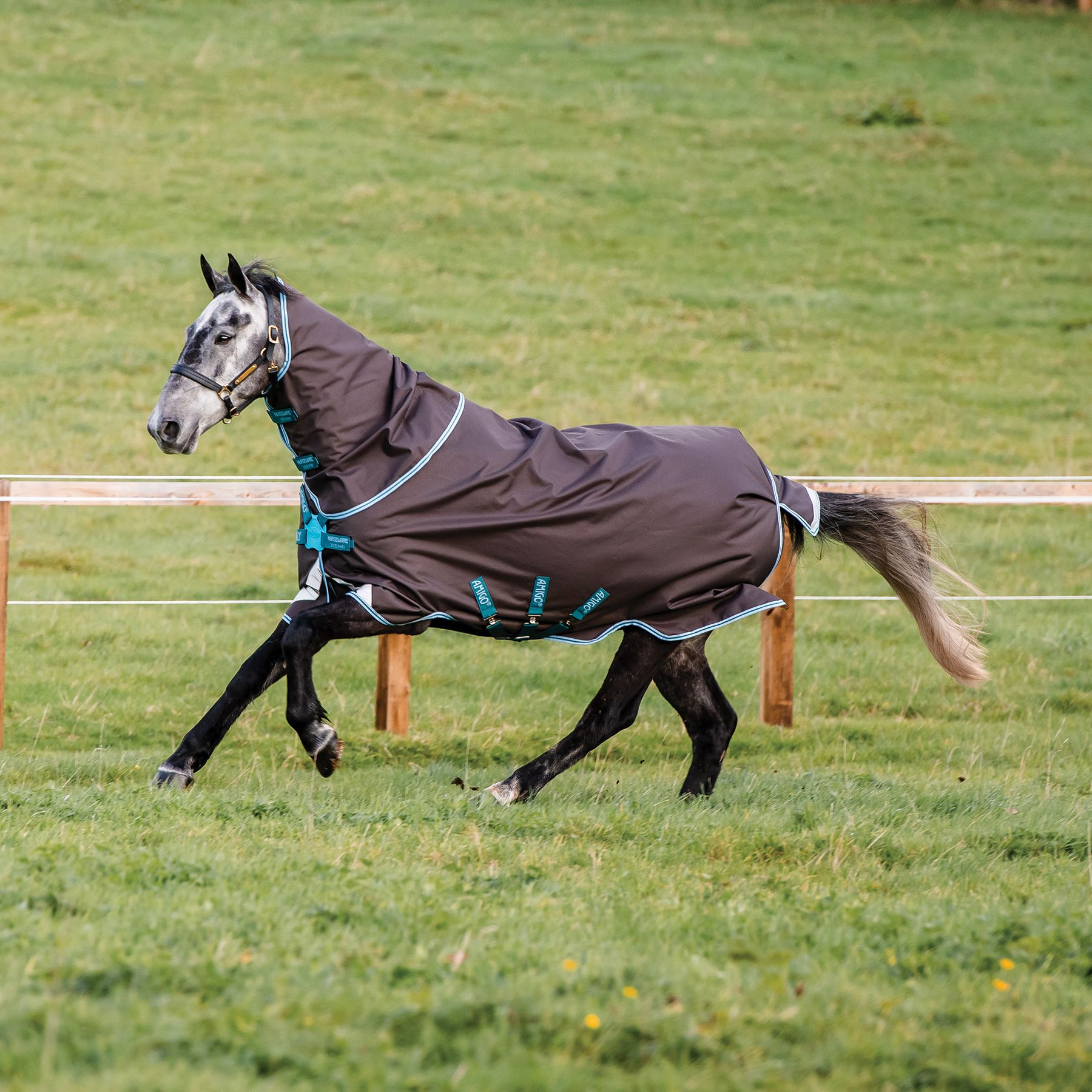 Amigo® Bravo 12 Plus Medium Weight Turnout Blanket with Front Disc