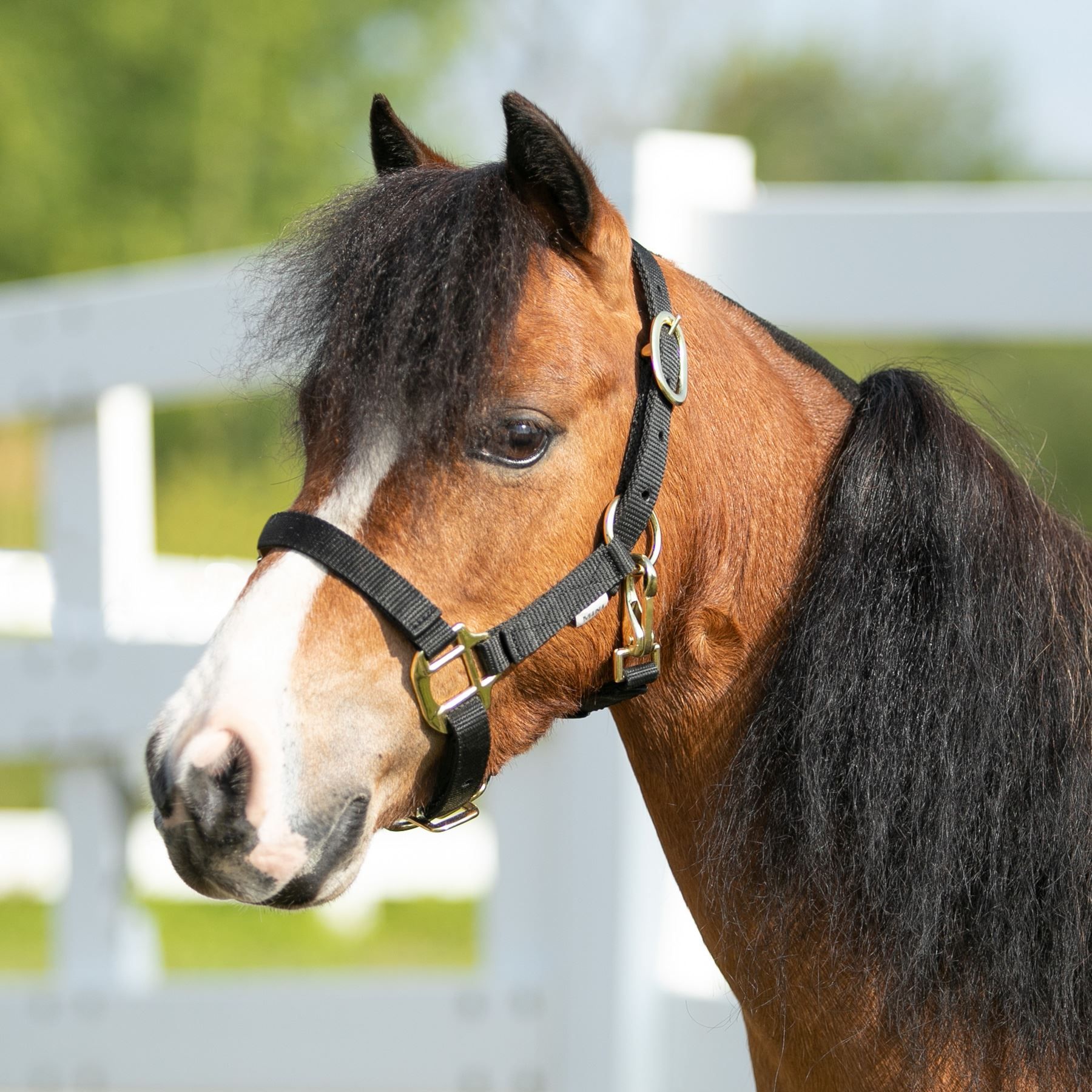 DuraTech® Miniature Double Ply Nylon Halter Schneiders Saddlery