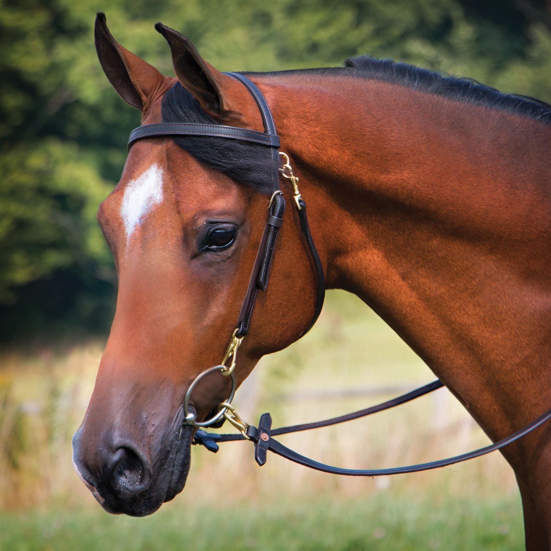 Premier Arabian Training Bridle in Browband Bridles at Schneider Saddlery