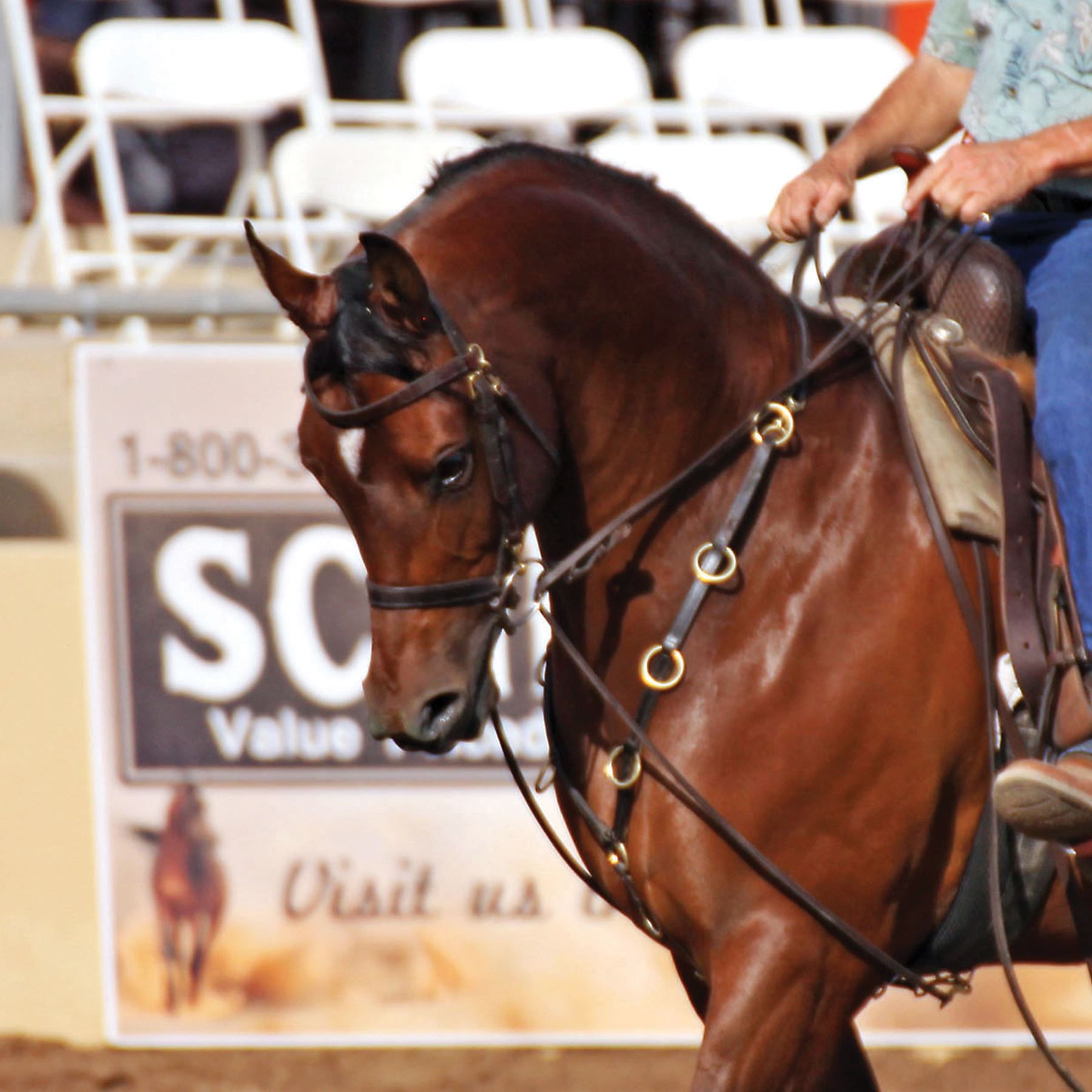 Billy Royal® 10 Ring Training Martingale in Western at Schneider Saddlery