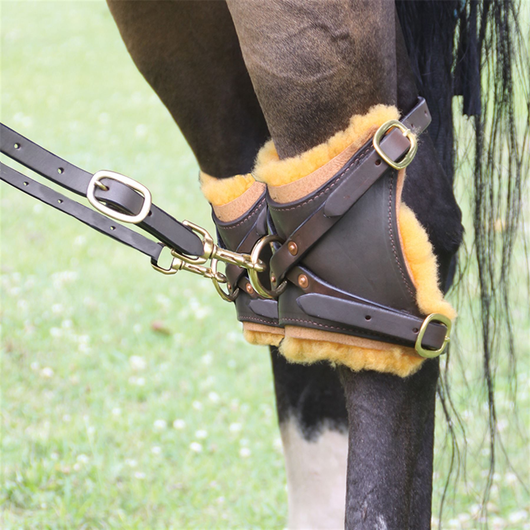 Billy Royal® Hock Hobbles in Lunging Equipment at Schneider Saddlery
