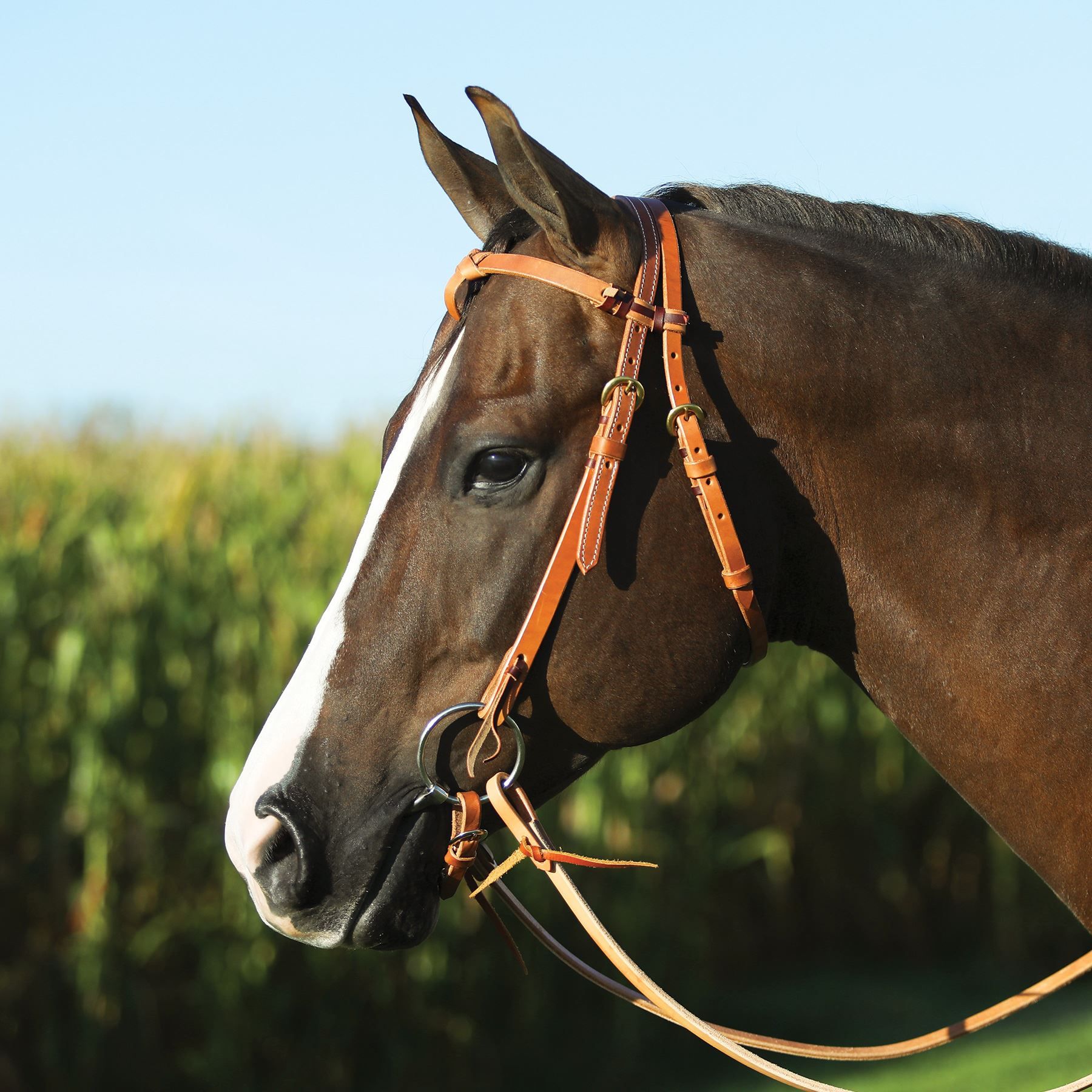 Billy Royal® Harness Leather Futurity Browband Bridle in Western at