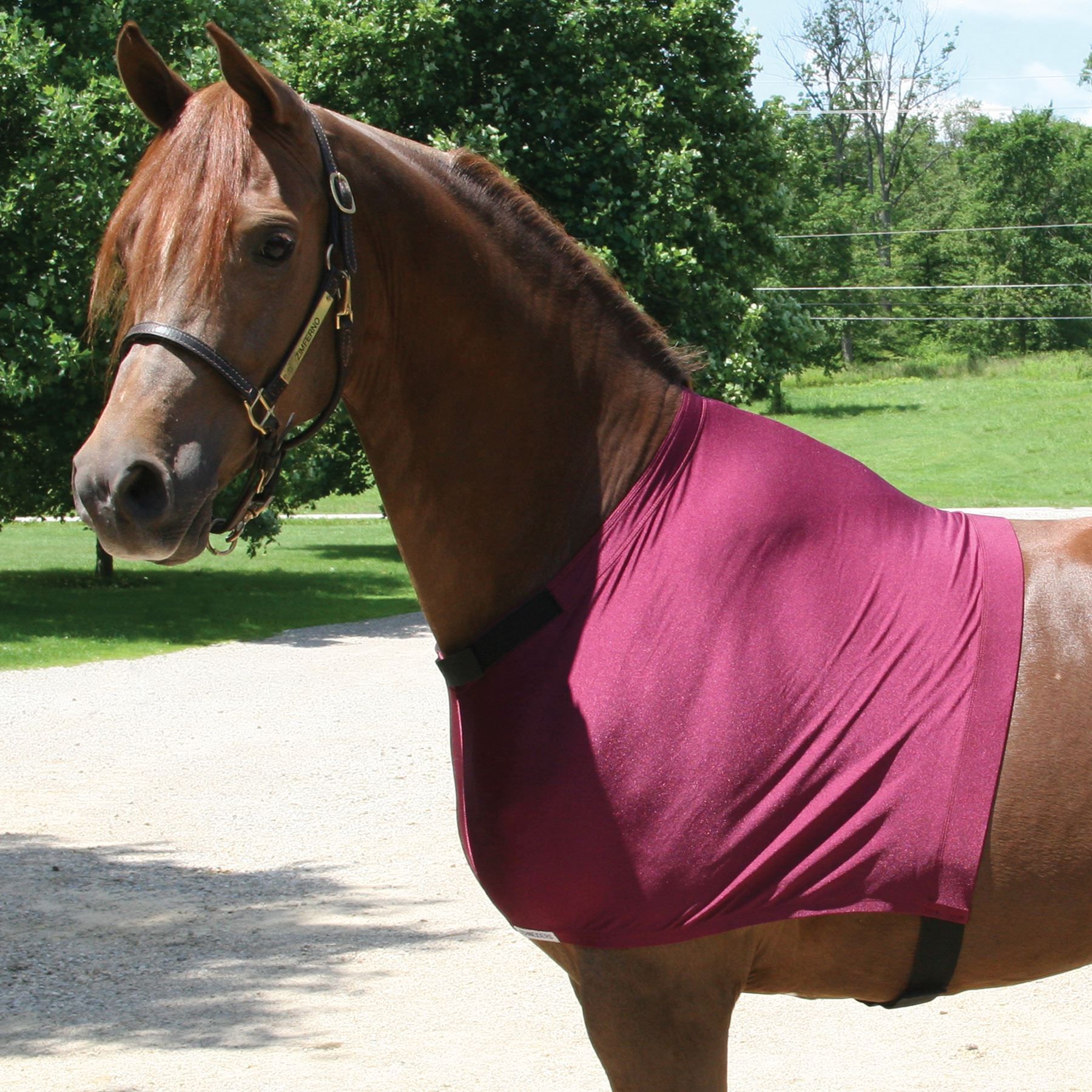 UltraFlex® Shoulder Guard in Horse Blankets And Sheets at Schneider