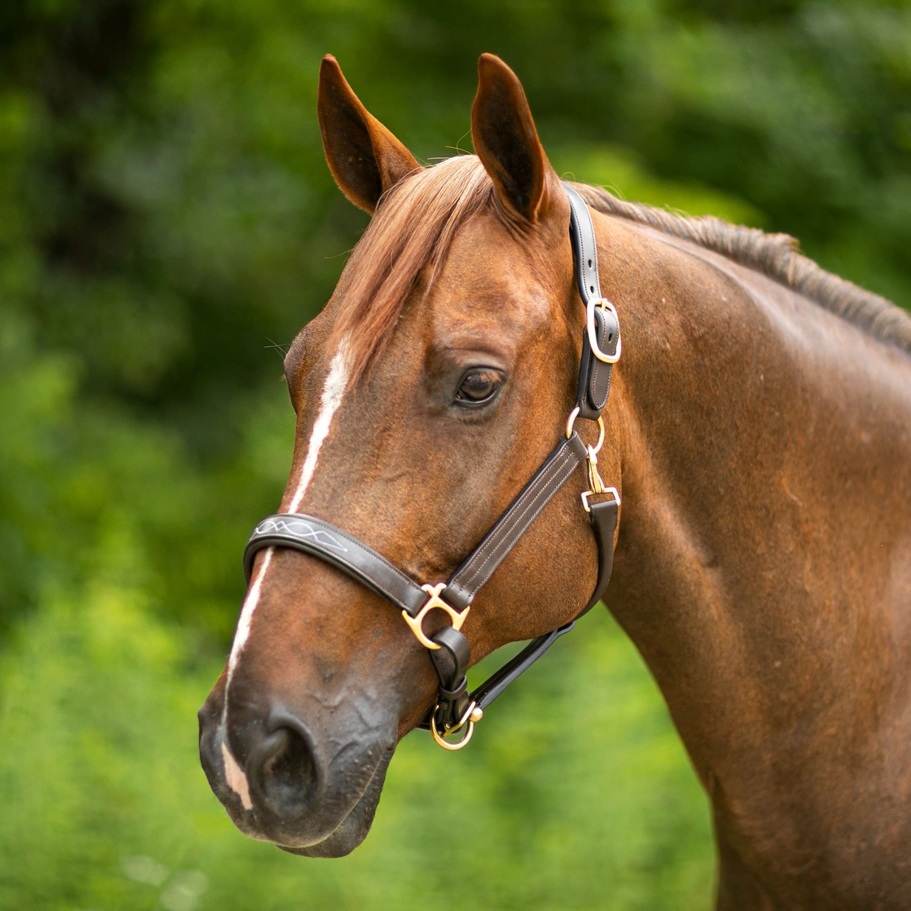 Joseph Sterling® Dorchester Padded Leather Halter in English at