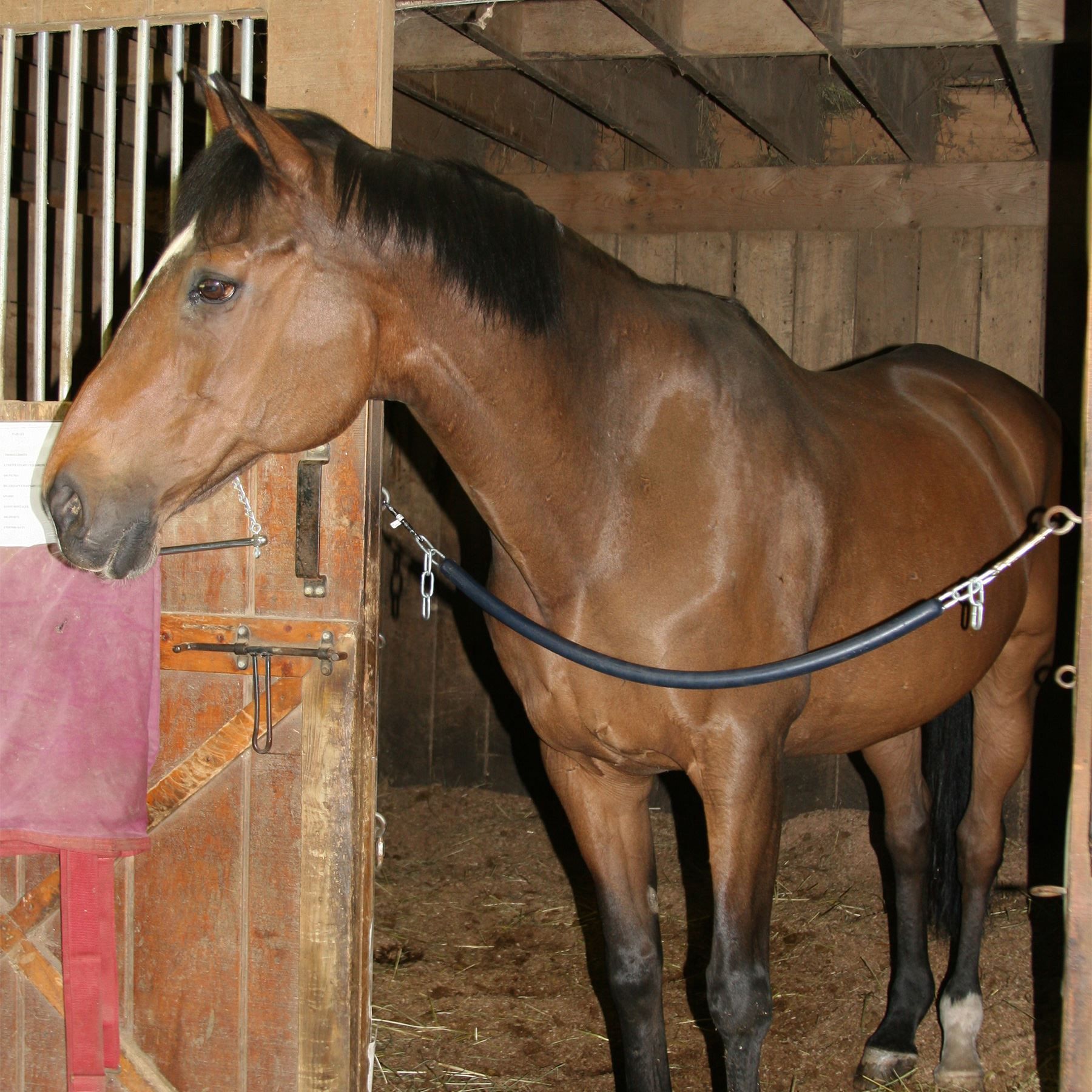 DuraTech® Stall Guard Chain in Stable at Schneider Saddlery