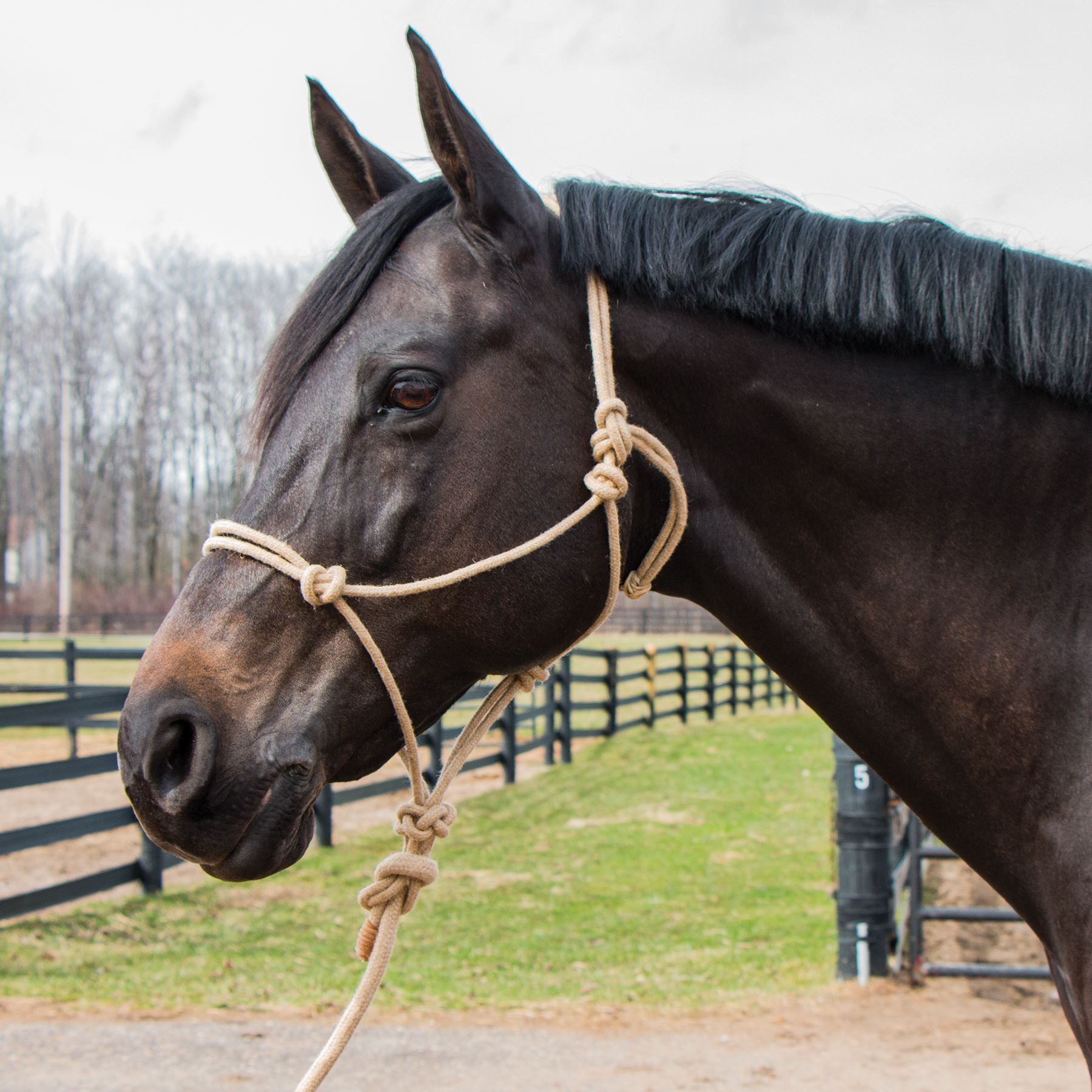 DuraTech® Cotton Hemp Halter/Lead in at Schneider Saddlery