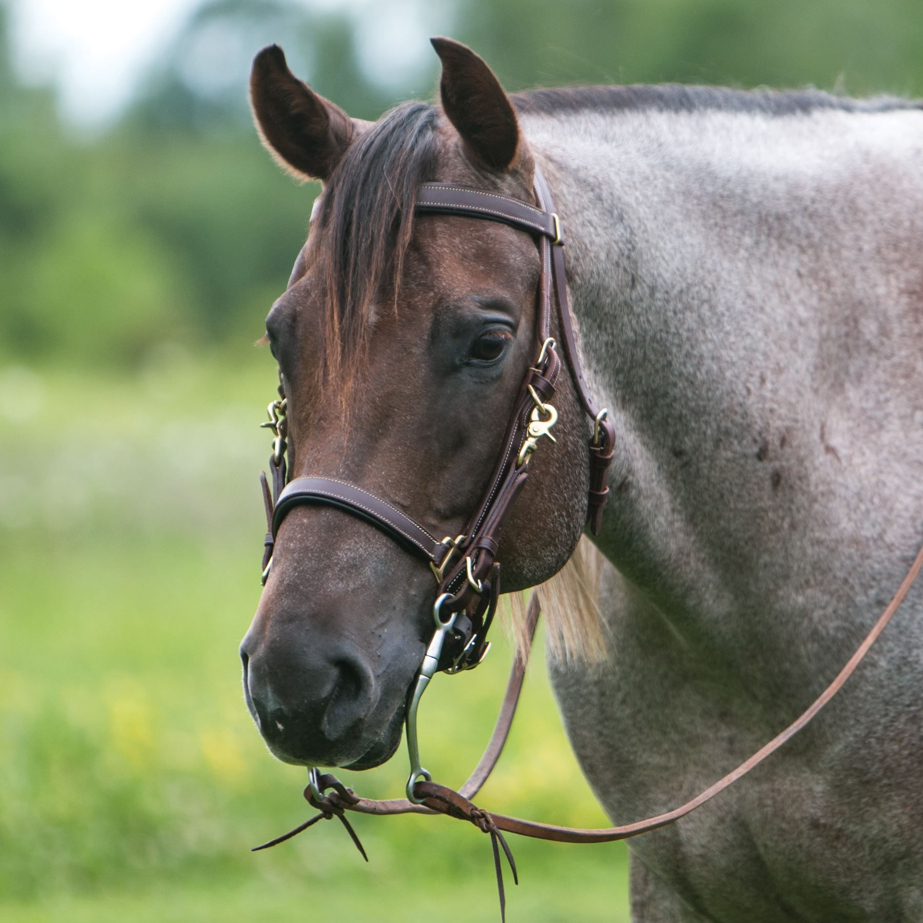Billy Royal® Deluxe Trail Halter Bridle Combo in Western at Schneider Saddlery