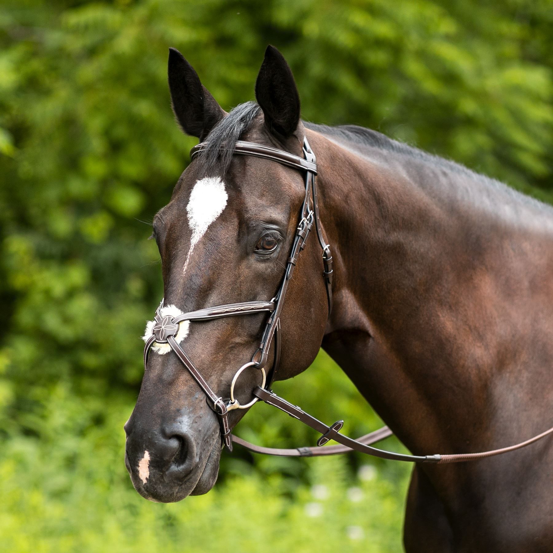 Joseph Sterling® Comfort Plus Jumper Bridle with Figure 8 in Hunter