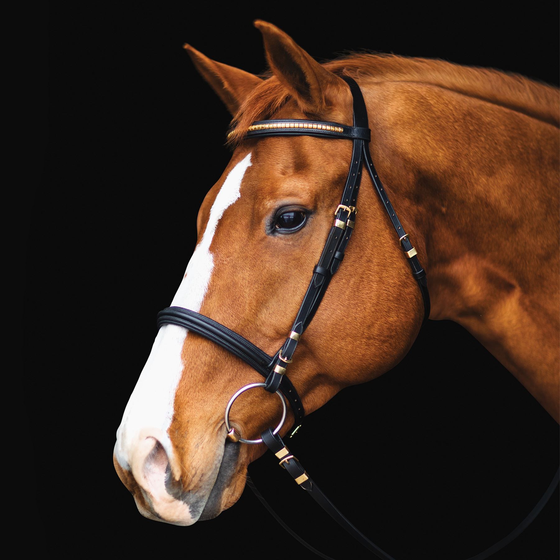 Premier Black Clincher Bridle in English at Schneider Saddlery