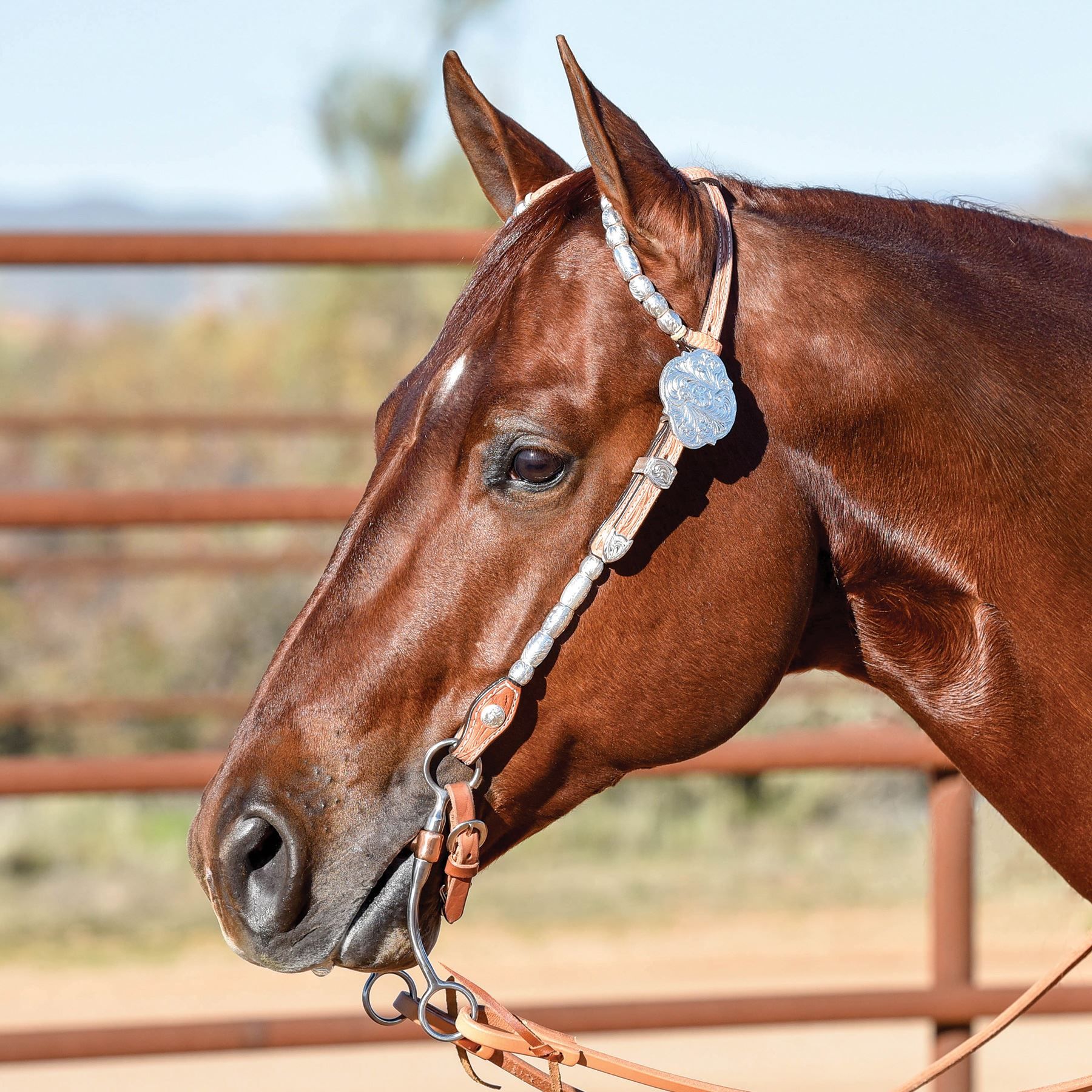 Double S Award Show Headstall with Silver Barrels in Show at Schneider