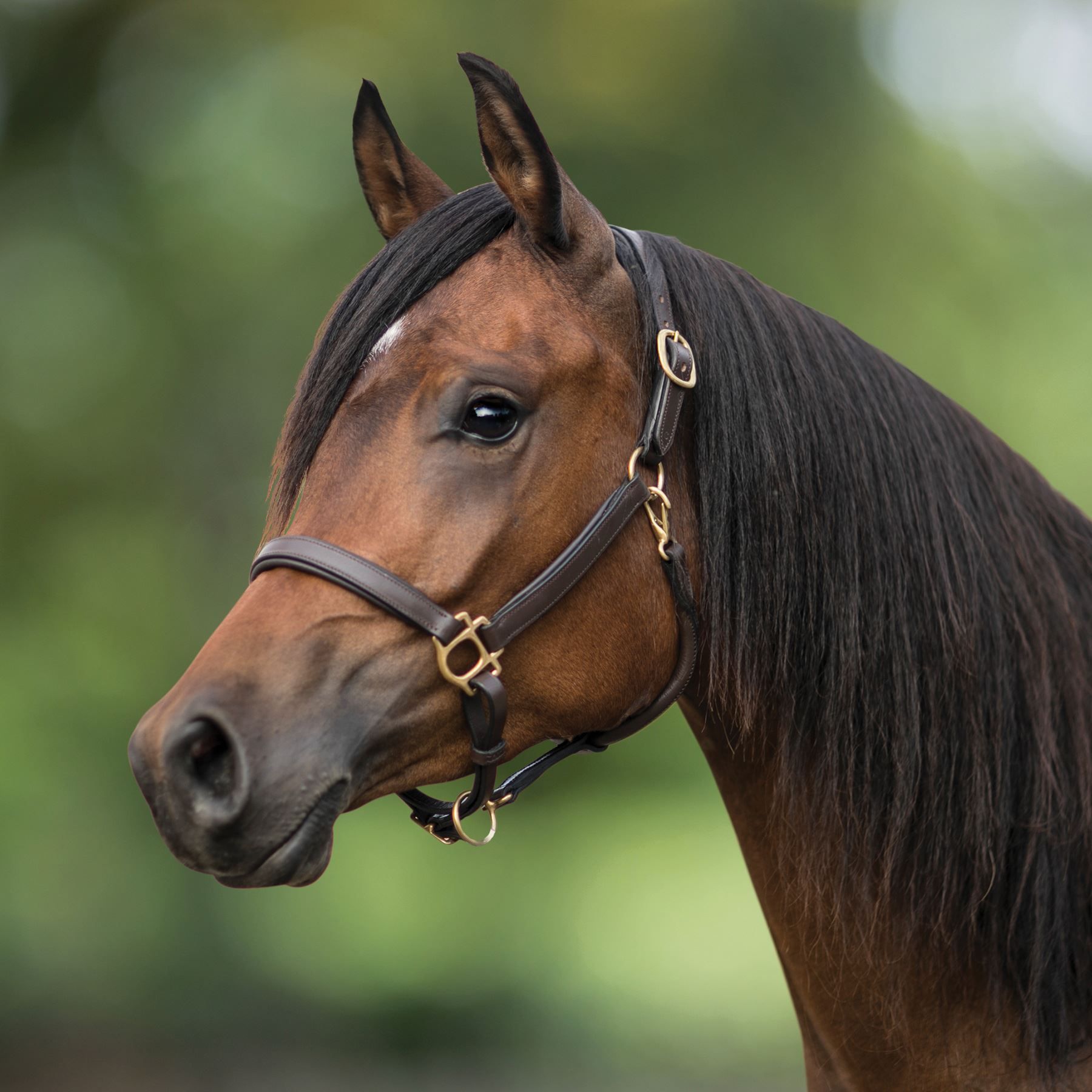 Premier Scottsdale Padded 3/4" Leather Halter in Leather at Schneider