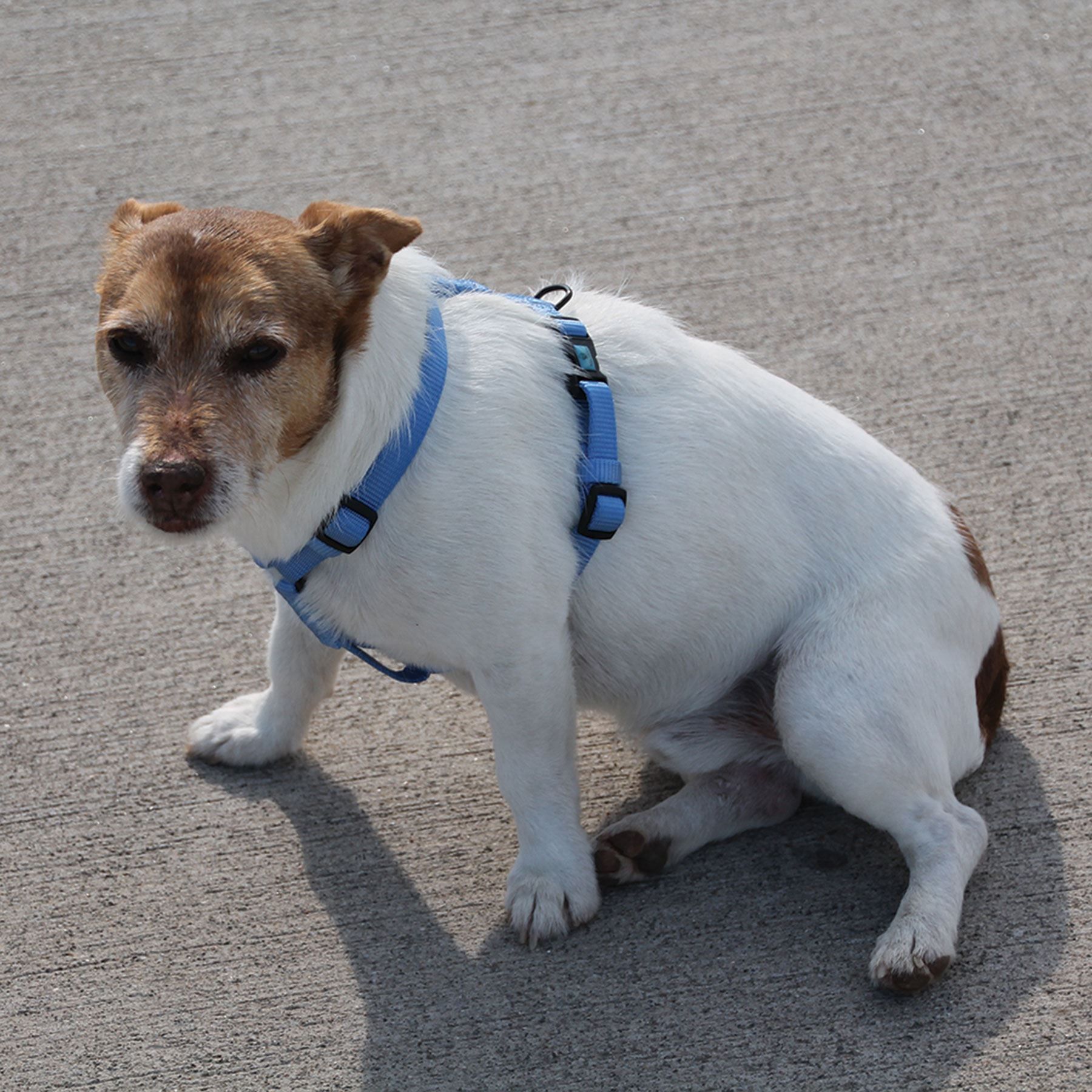 Hamilton Adjustable Dog Harness in at Schneider Saddlery