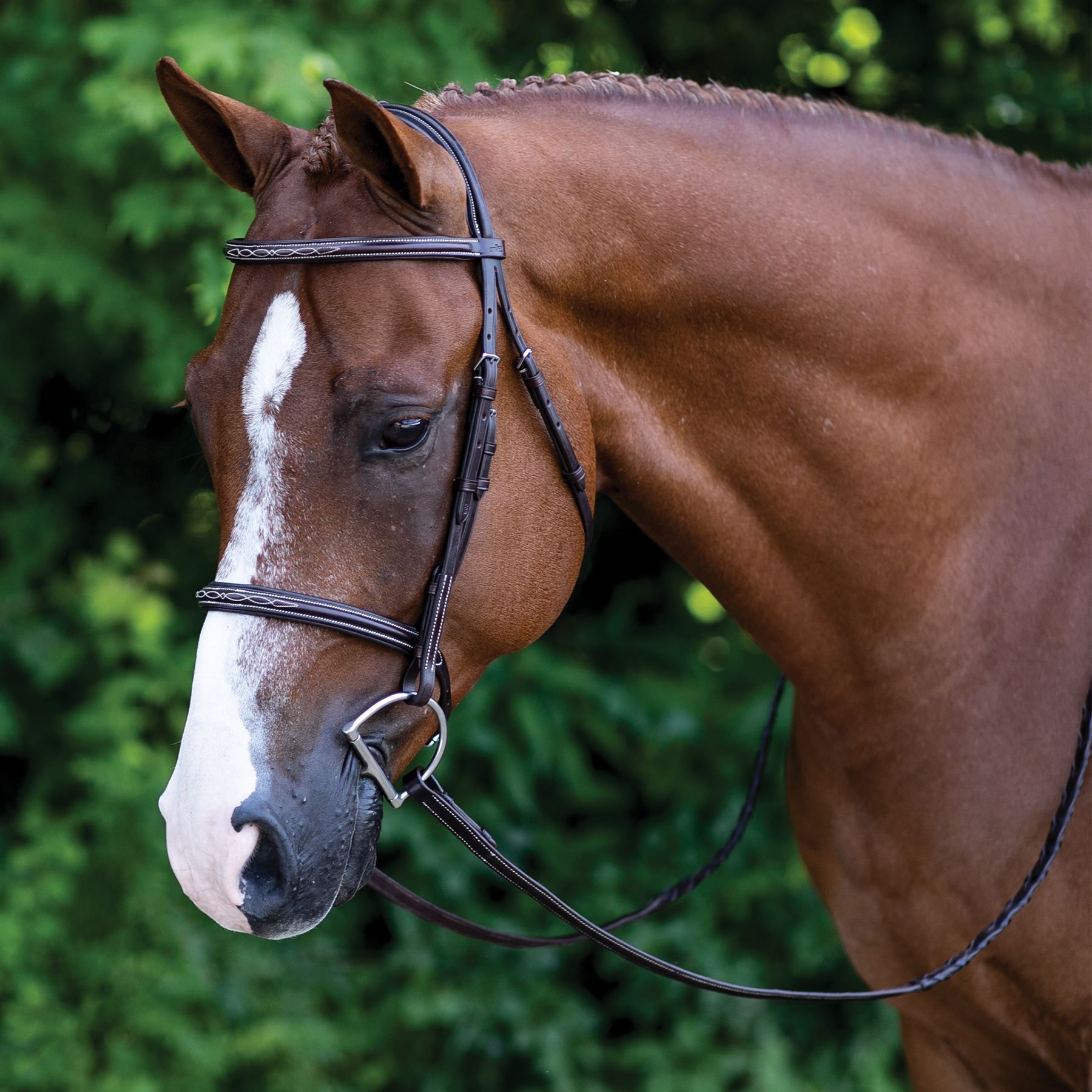 Schockemohle Devon Hunter Bridle in English at Schneider Saddlery