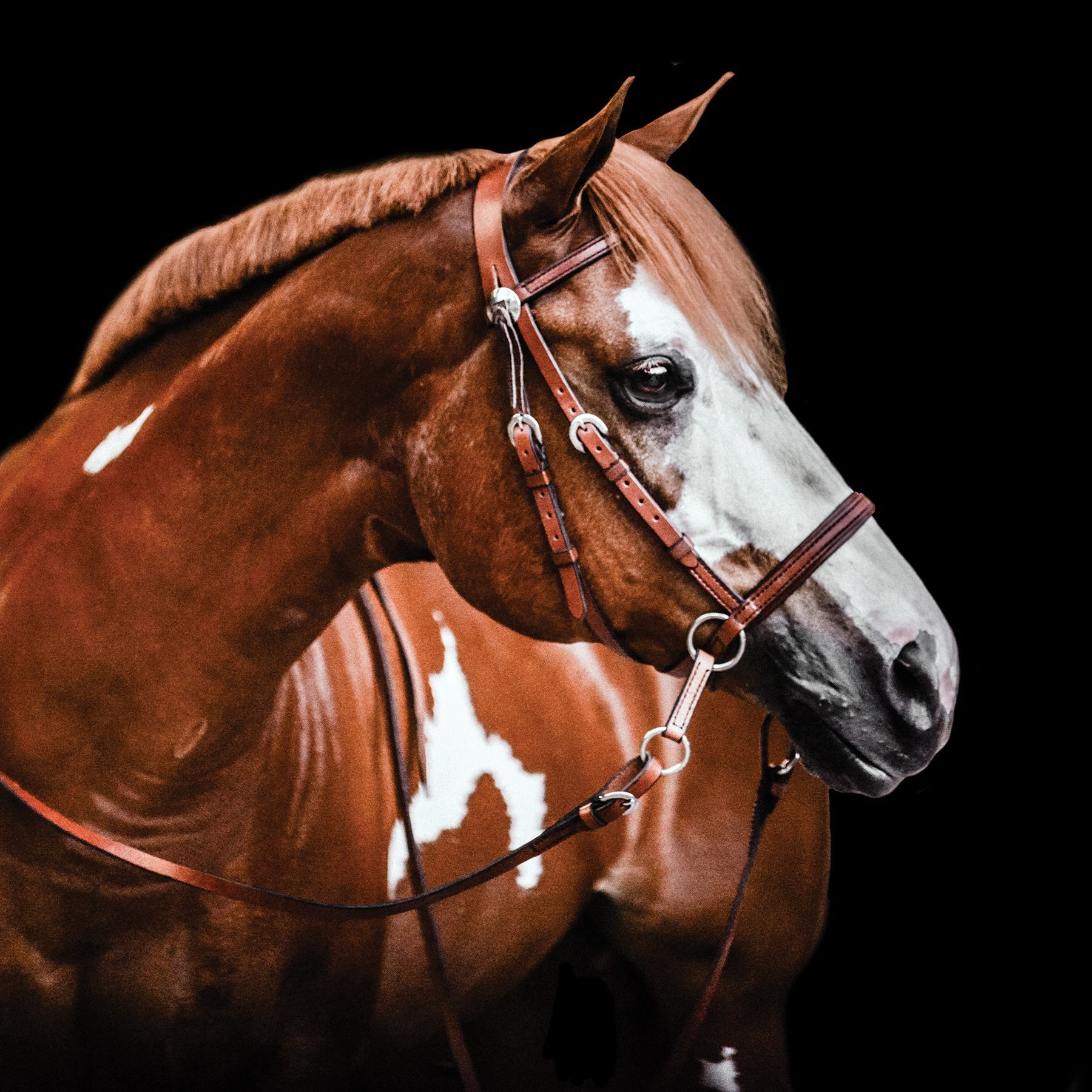 Dr. Cook's Bitless Western Leather Headstall in Western at Schneider