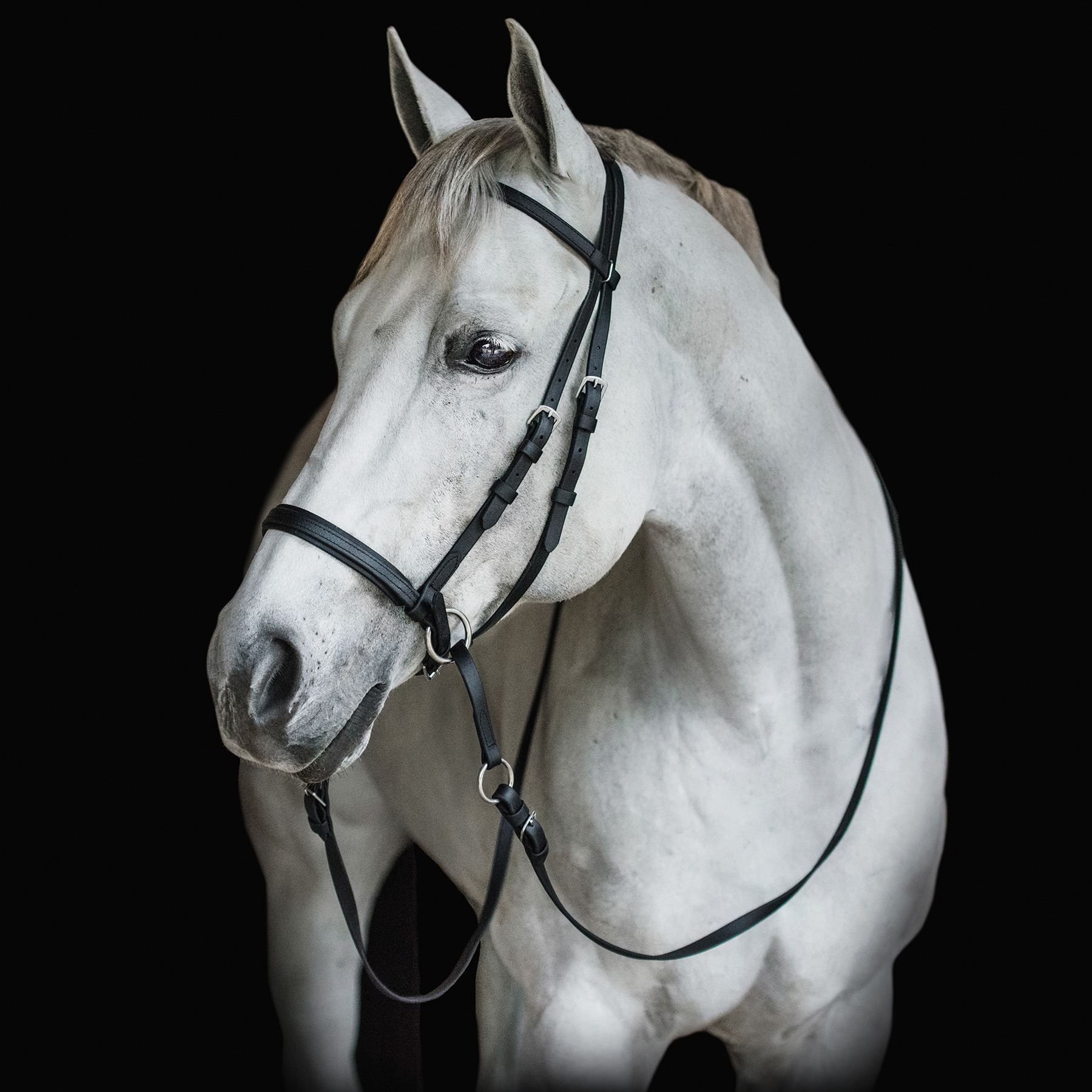 Dr. Cook's Beta Bitless Bridle in Browband Bridles at Schneider Saddlery