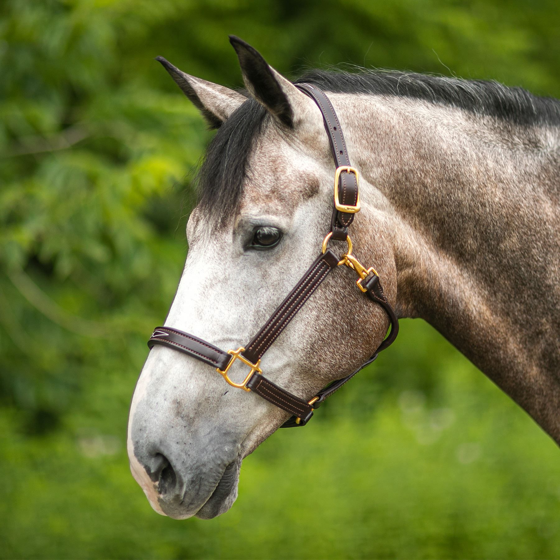 Walsh™ Signature Padded Leather Halter in Stable at Schneider Saddlery