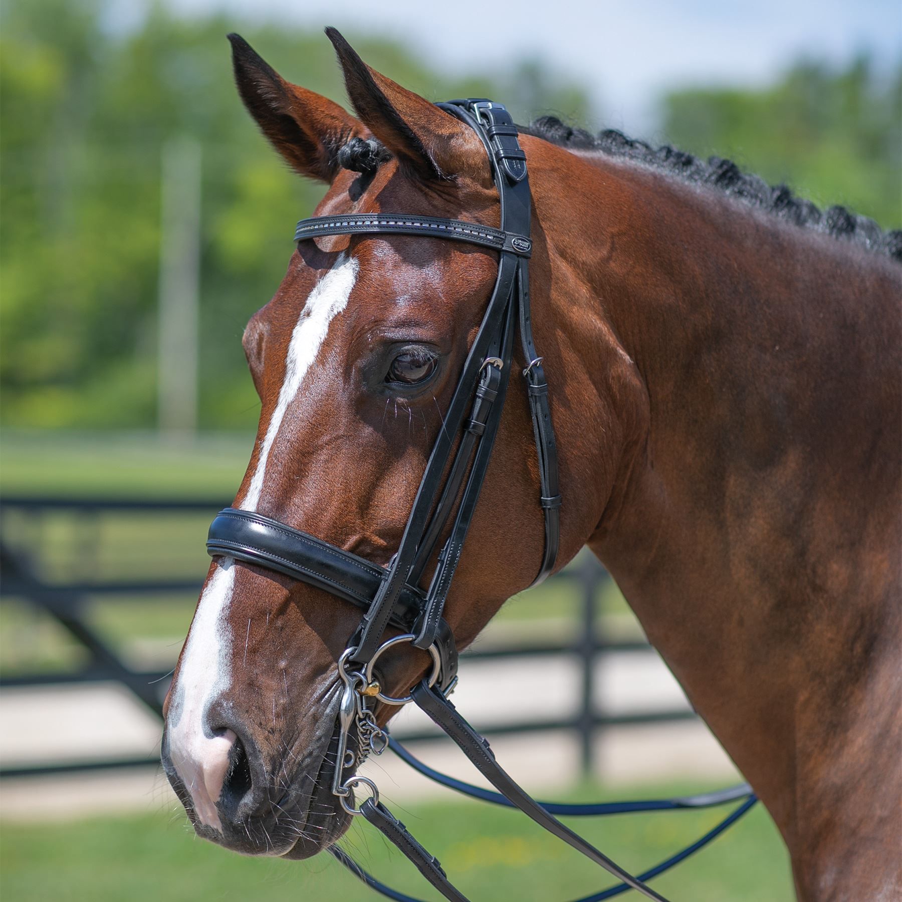 Passier® Hubertus Schmidt Double Dressage Bridle in Dressage at