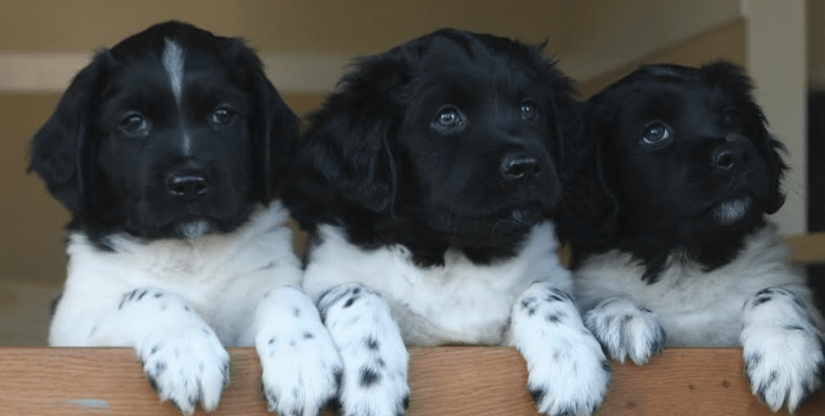 stabyhoun puppies
