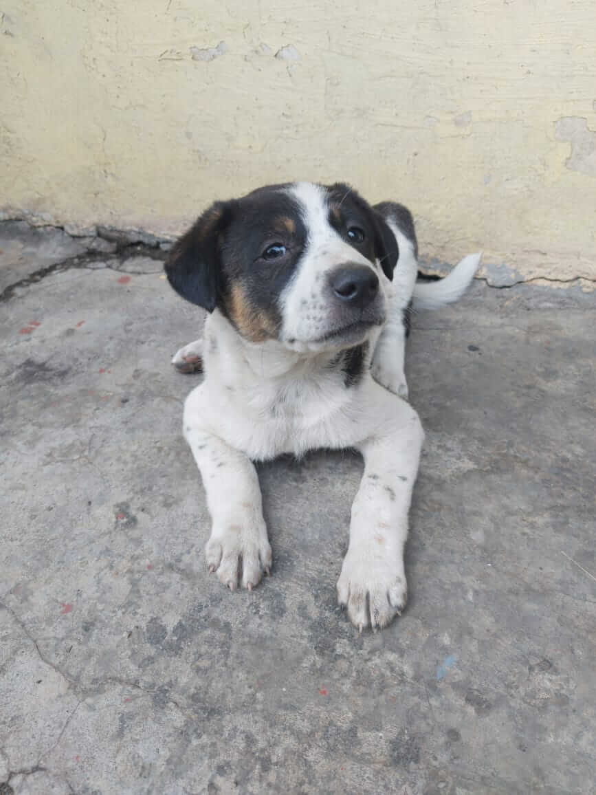 Why should you adopt Indie dogs? StackMantle