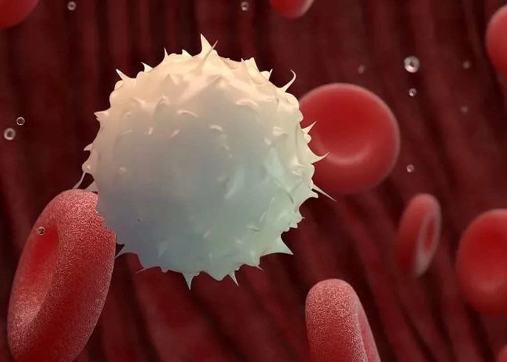 How To Increase White Blood Cell Count Naturally?